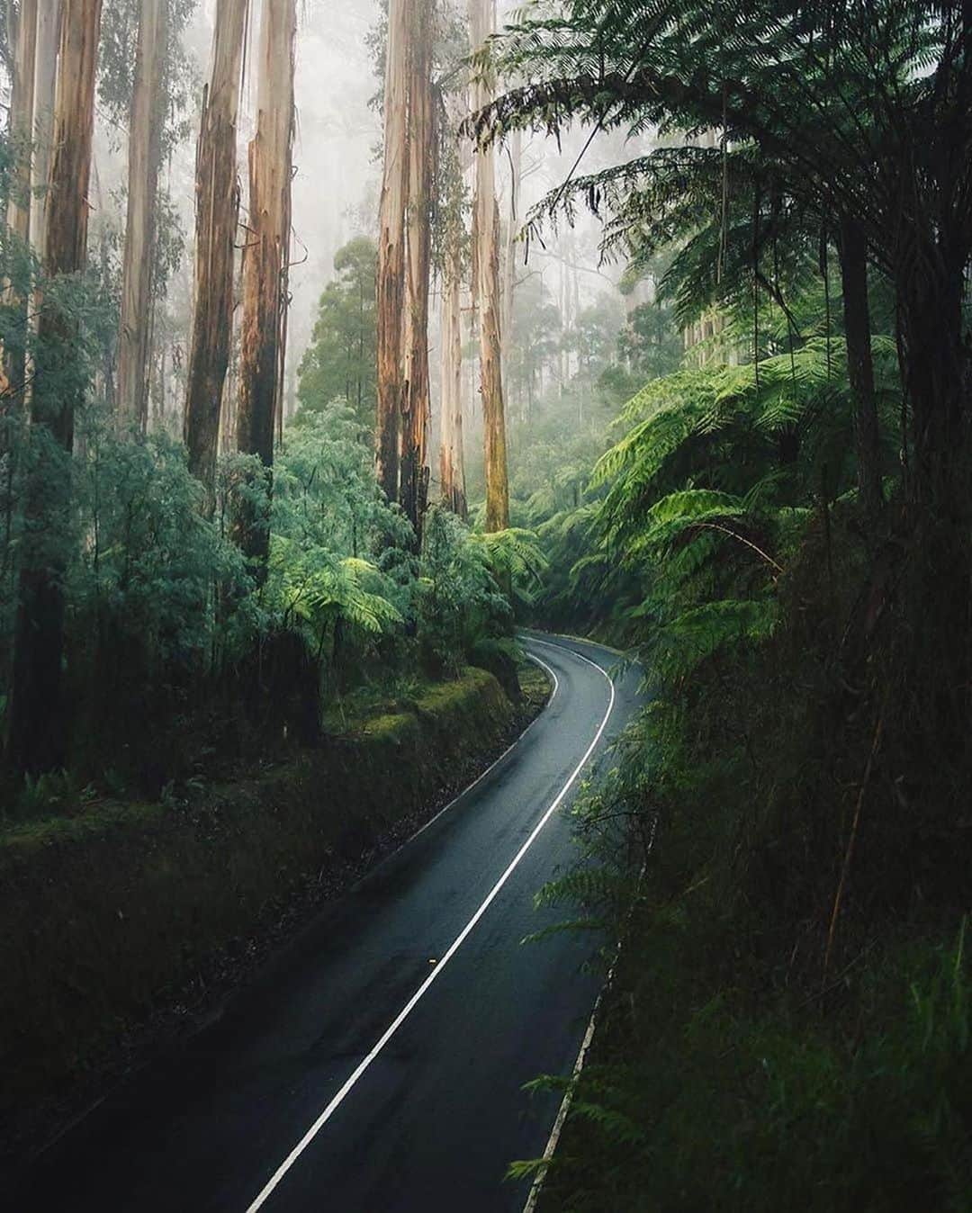 Canon Photographyさんのインスタグラム写真 - (Canon PhotographyInstagram)「Wonderful moody forest imagery 🌳 Photography // @karl_shakur Curated by @steffeneisenacher  #cpfeatureme #forest #forestphotography #tree_magic #tree_captures」8月27日 6時01分 - cpcollectives