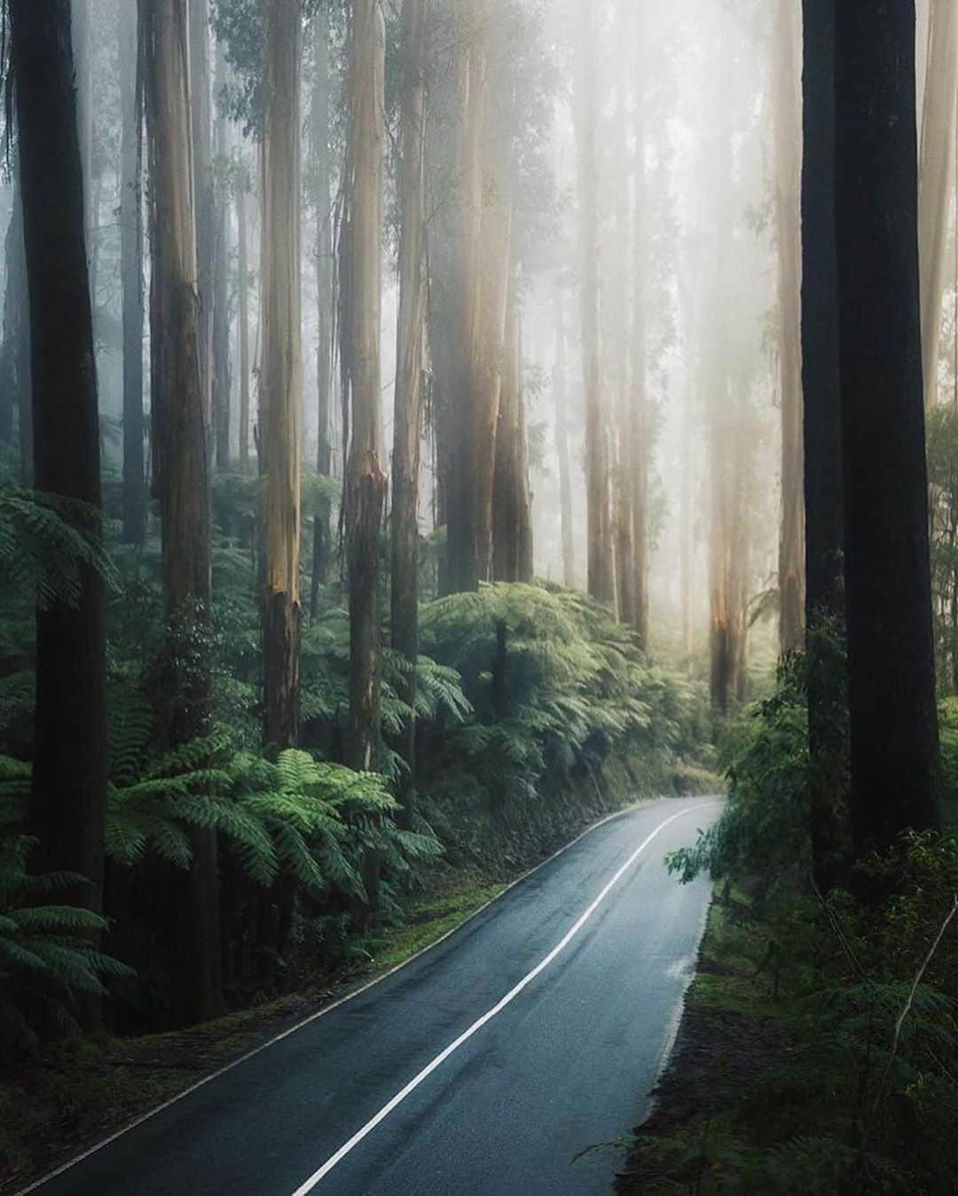 Canon Photographyさんのインスタグラム写真 - (Canon PhotographyInstagram)「Wonderful moody forest imagery 🌳 Photography // @karl_shakur Curated by @steffeneisenacher  #cpfeatureme #forest #forestphotography #tree_magic #tree_captures」8月27日 6時01分 - cpcollectives