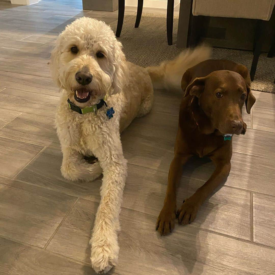 キャロライン・マッソンのインスタグラム：「Happy #NationalDogDay 🐶 Life is so much better with our Bailey and @nwachampionship puppies Maggie and Ace ❤️」