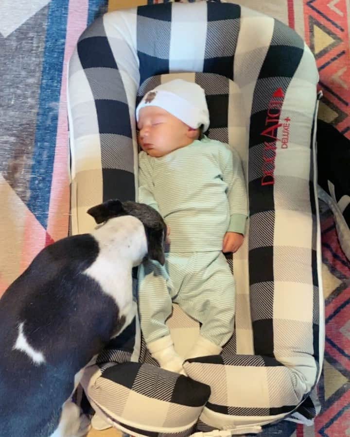 ヒラリー・ローダのインスタグラム：「For #NationalDogDay, I had to throw it back to a few weeks ago... the day we brought Nash home from the hospital & our pups got their first glimpse (and sniff) of their baby brother 😇🐾」