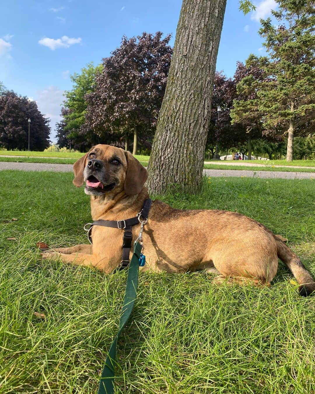 オリヴィア・スマートさんのインスタグラム写真 - (オリヴィア・スマートInstagram)「Happy #internationaldogday to my very own and adopted children. I know you can’t read this, but I love you dearly.」8月27日 6時30分 - oliviasmartx