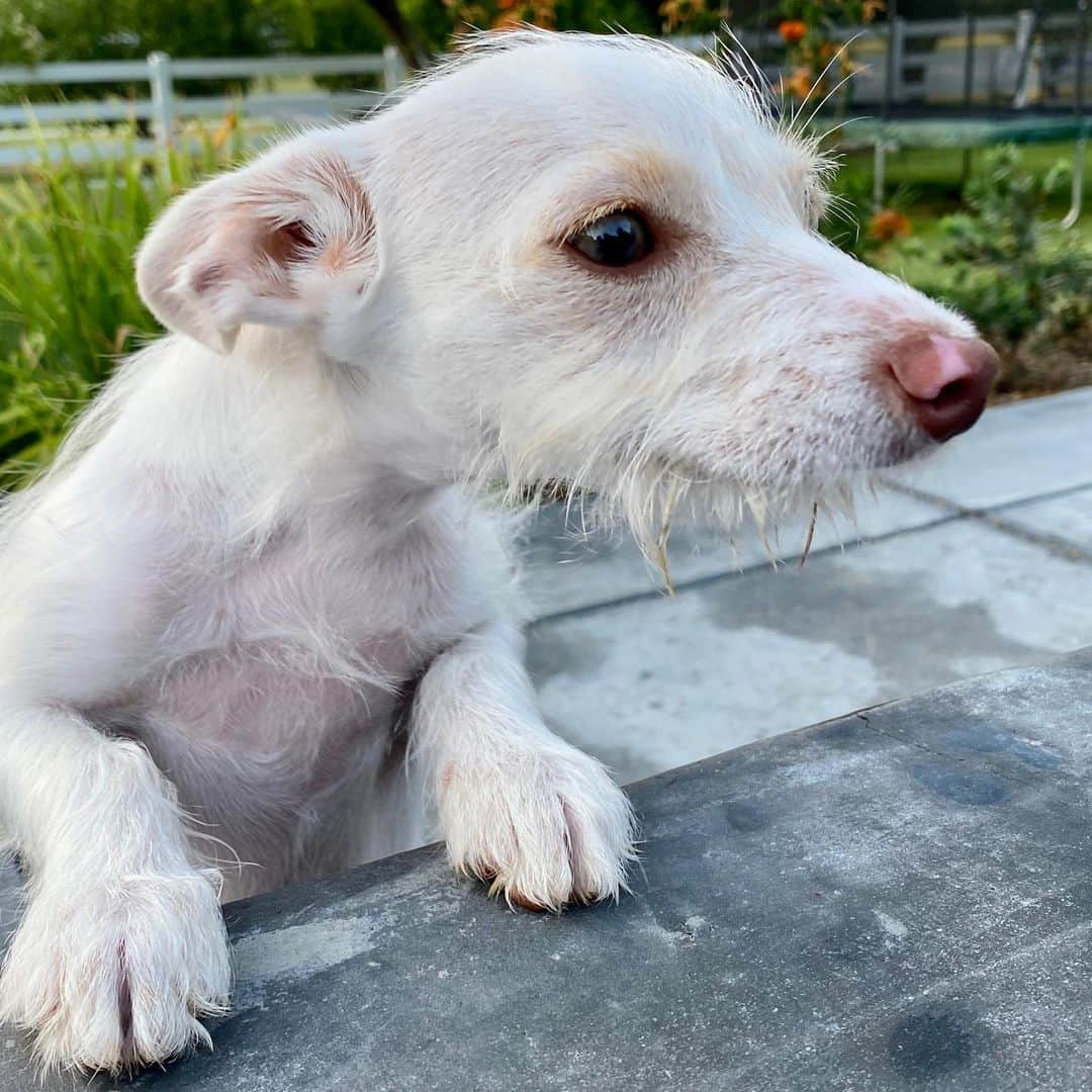 シャノーラ・ハンプトンさんのインスタグラム写真 - (シャノーラ・ハンプトンInstagram)「So I hear it’s #nationaldogday! The perfect day to show off our gift from the HEAVENS!! Lulu! #Pandemicpup #perfectpup #rescue @shelterhope_petshop」8月27日 6時25分 - shanolahampton