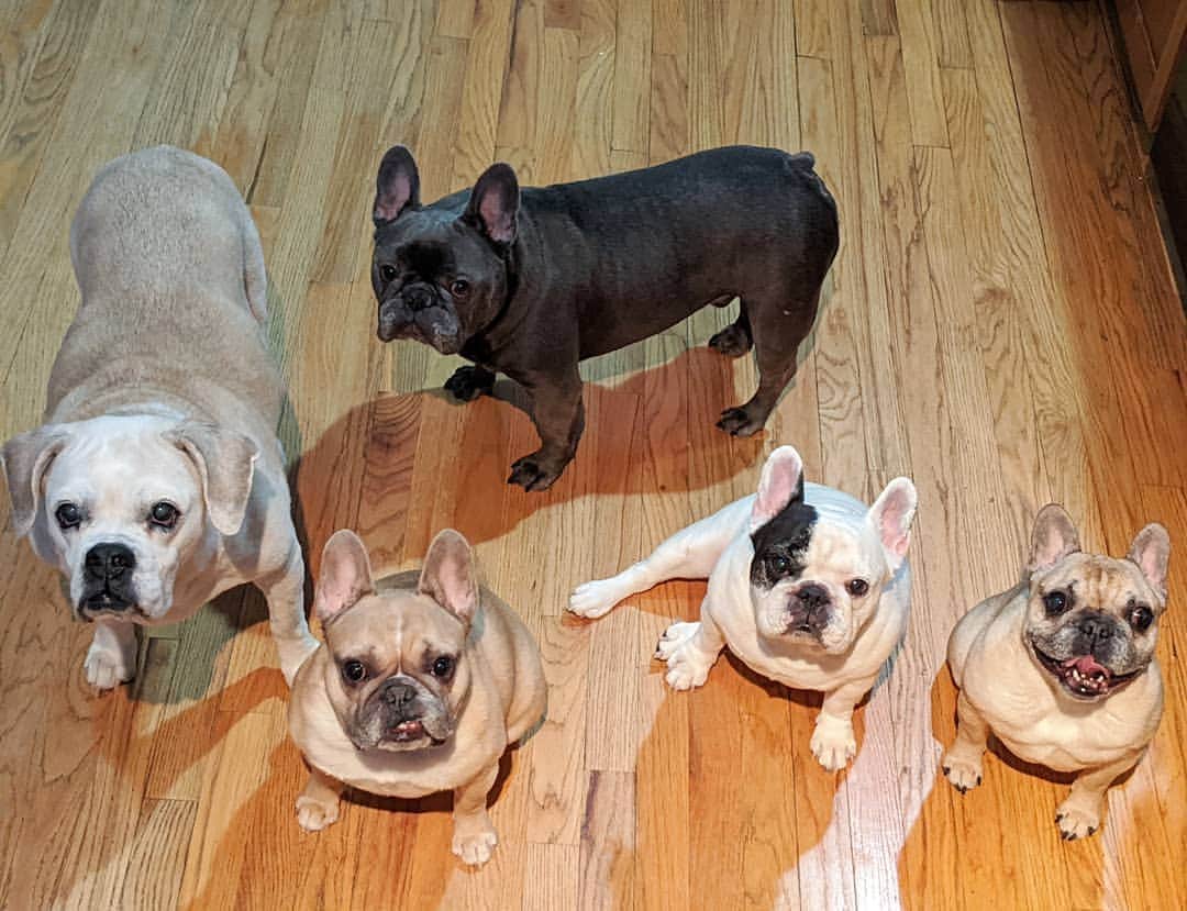 Manny The Frenchieのインスタグラム：「Happy #nationaldogday from this crew! 💓」