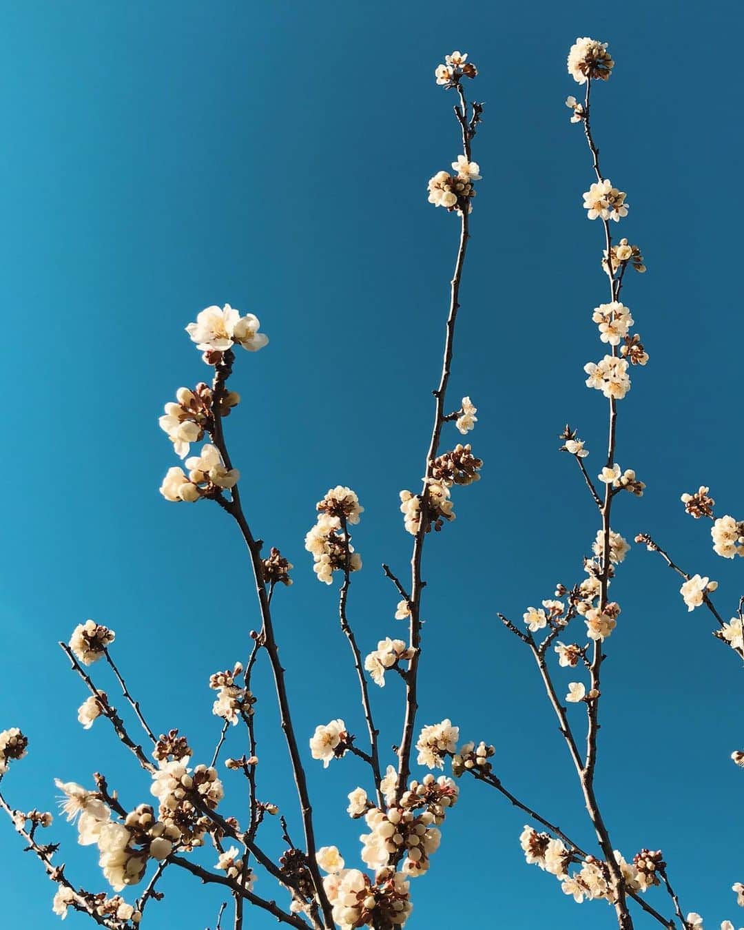 Meganさんのインスタグラム写真 - (MeganInstagram)「Spring down-under 🌸 . . . . #cherryblossom #springtime #spring」8月27日 6時34分 - zanzan_domus