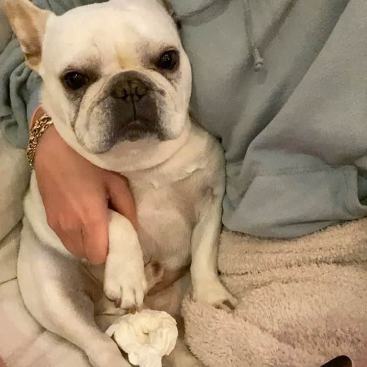 クロエ・ベネットのインスタグラム：「Happy #nationaldogday to the only consistent men in my life. It might be a one sided forced relationship, that ultimately you don’t want... but I love you both. And most importantly I love all of our quality time together. Like doing nails and dressing you like writers.」