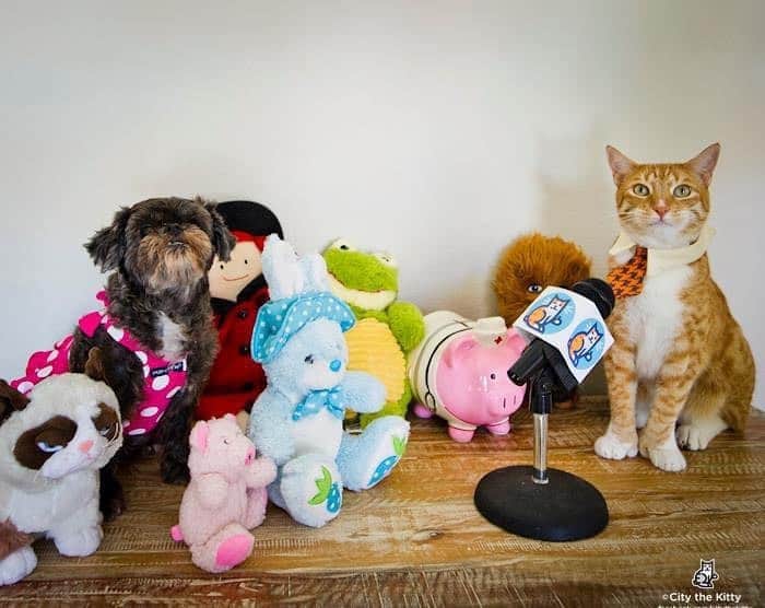 のインスタグラム：「I stand before you with my amazing team to bring you this important message. ❤️  We were silenced on April 18th by people in West Michigan for trying to educate the public about the FACTS about declawing and for trying to protect innocent cats from having this inhumane, cruel, and mutilating amputation procedure done to them. 😿🐾  The hearing for the PPO is tomorrow!  We look forward to telling the judge the truth and facts about this serious issue.  👍🏻🐾🐾 The @acluofmichigan drafted a historic Amicus Brief for the last PPO that was filed to silence us, and said that our ‘advocacy against declawing is entitled to the highest rung of First Amendment protection.’ 👩‍⚖️ Yes it is and it always will be.   This Amicus Brief will stand the test of time and we will not have our voice, for all the innocent cats, taken away! 🐈 🐾  Thank you to all the people who donated to our legal defense fund to protect our 1st Amendment right to free speech so that we can continue being the voice for the voiceless cats.❤️ We will never give up and will always keep working to protect cats from this animal cruelty. Thank you for all your help and support! 🐾🐾🐾🐾🐈  When you see something that is not right, not fair, not just, you have to speak up. You have to say something; you have to do something. John Lewis ❤️ . #WeWillNotBeSilenced #Declawing is #AnimalCruelty #Michigan #Veterinarians #StopDeclawing  Always take the high road, be polite, and educate. Please go to our website and sign all our petitions.❤️❤️🐾」