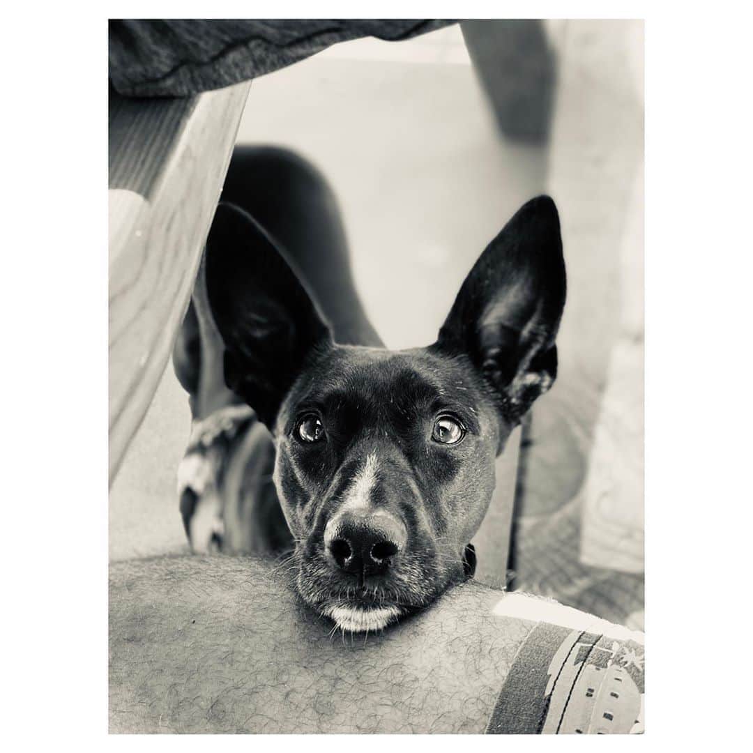 シャンテル・ヴァンサンテンのインスタグラム：「Nova. Novie. Dobie. Bobiebutt. Dobster. So many nicknames for you my dear sweet soul. We will travel to the ends of the world with you.... Never leaving you out of any adventure. I love seeing you discover nature and have a home you feel safe to always come back to. I promise to love you forever and spoil you and feed you half of my food and cuddle you and sneak kisses in! Cant imagine this life without you! Yes I love her like a human... because she is! #HappyDogDay」
