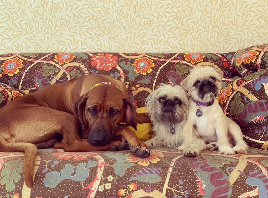 シャーロットオリンピアさんのインスタグラム写真 - (シャーロットオリンピアInstagram)「The rest of my litter... #Internationaldogday 💕🐕#rhodesianridgeback #pugzu 🐶🐶 💕Rickson 🥋 Boo 👻 & Sumo 🍛」8月27日 7時02分 - charlotteolympia