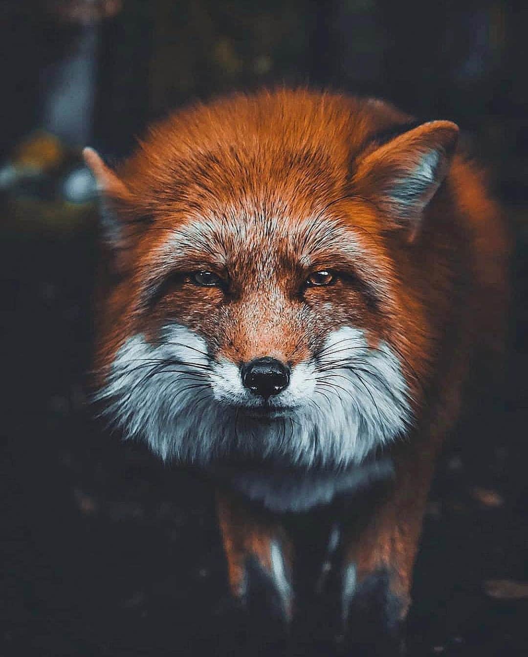 FOLKのインスタグラム：「Today’s favorites really drew me in. Breathtaking shots that leave me wanting more or asking, what’s next? 1.) @_marcelsiebert 2.) @itsbigben 3.) @seffis 4.) @giulianoscarparoph 5.) @long.explorer 6.) @e.stis」