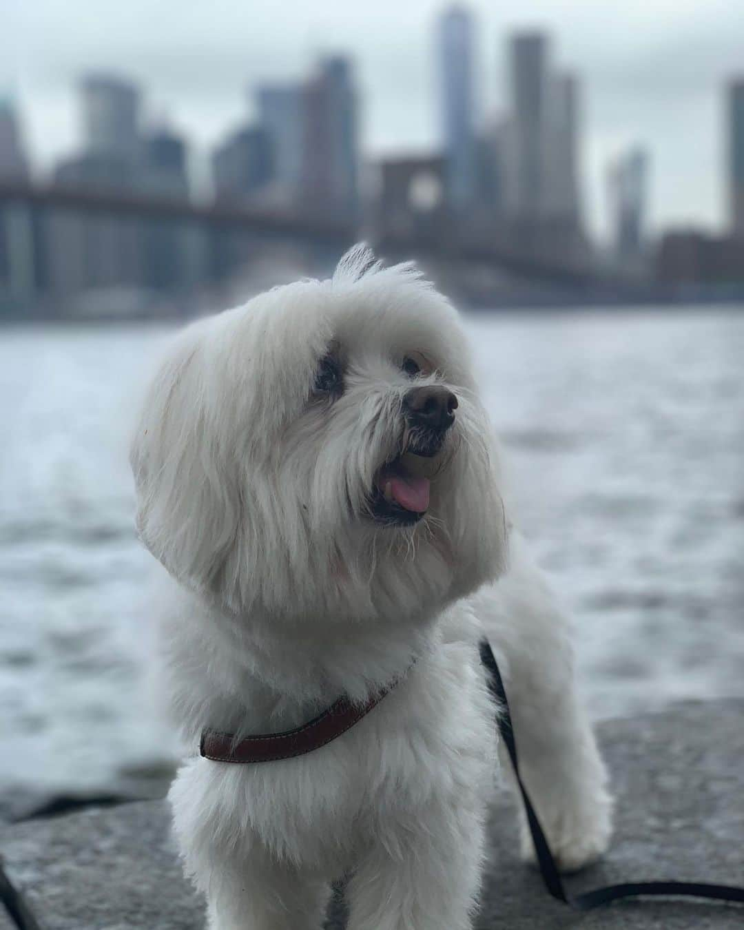 ヨハネス・ヒューブルさんのインスタグラム写真 - (ヨハネス・ヒューブルInstagram)「National Dog Day with #MrButler #westminsterDogshow  #Nationaldogday」8月27日 7時15分 - johanneshuebl