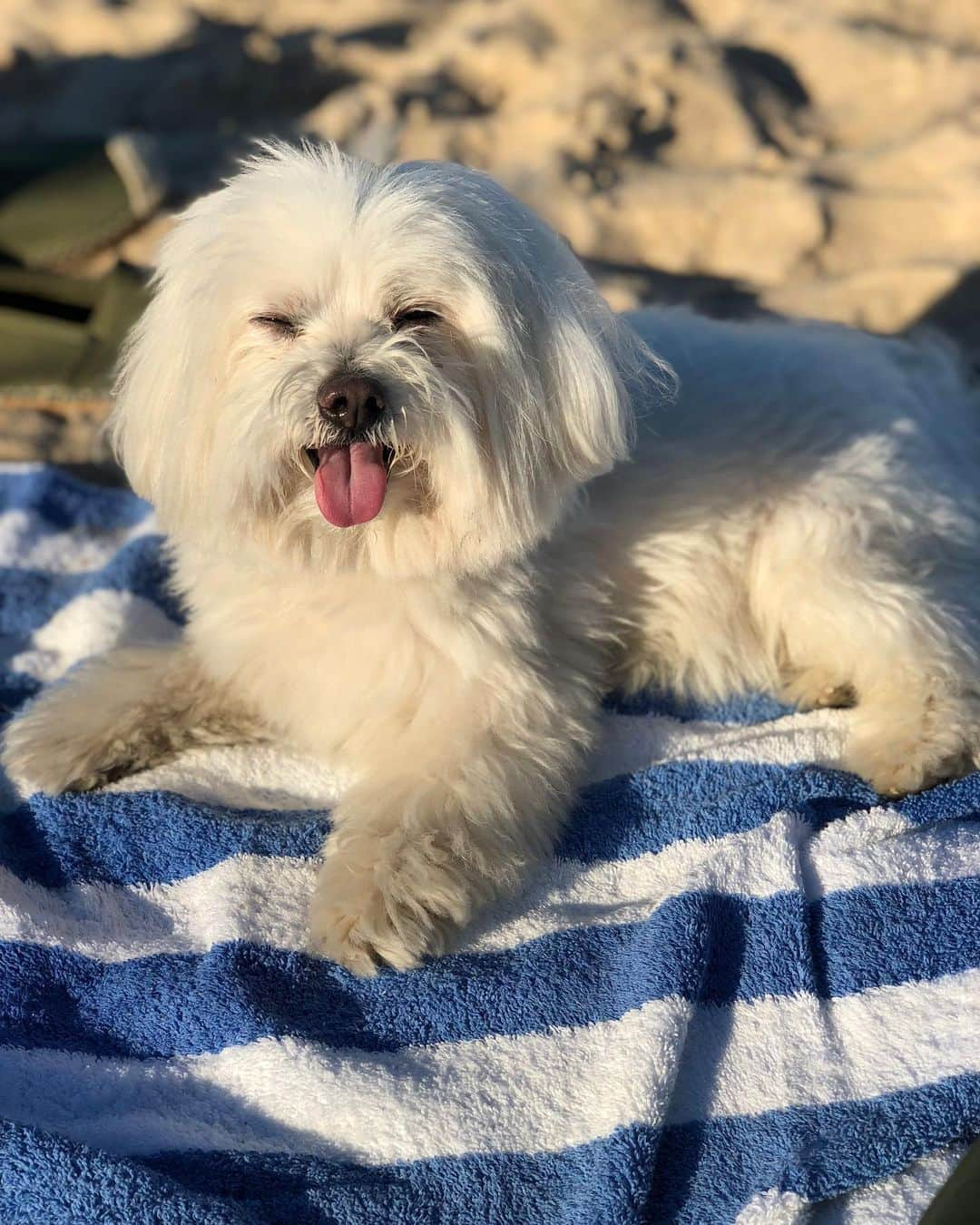 ヨハネス・ヒューブルさんのインスタグラム写真 - (ヨハネス・ヒューブルInstagram)「National Dog Day with #MrButler #westminsterDogshow  #Nationaldogday」8月27日 7時15分 - johanneshuebl