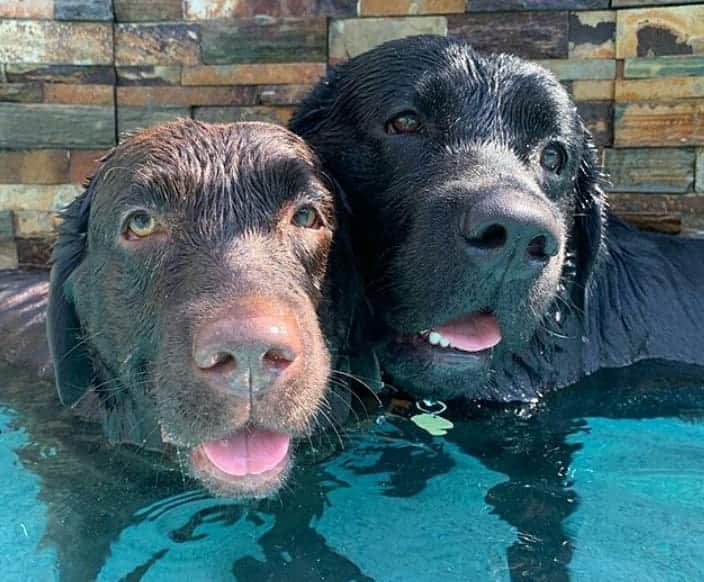 World of Labradors!さんのインスタグラム写真 - (World of Labradors!Instagram)「Happy International Dog Day! - @whiskey_chocolate」8月27日 7時16分 - worldoflabs
