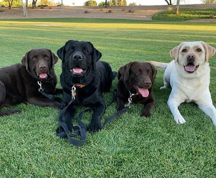 World of Labradors!さんのインスタグラム写真 - (World of Labradors!Instagram)「Happy International Dog Day! - @whiskey_chocolate」8月27日 7時16分 - worldoflabs