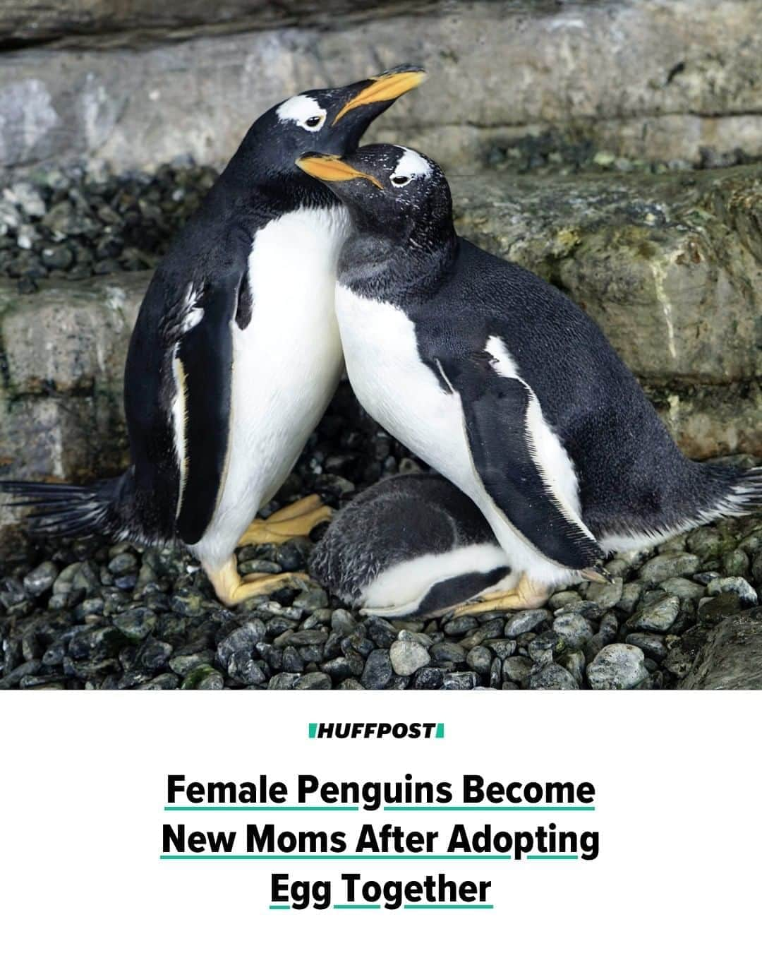 Huffington Postさんのインスタグラム写真 - (Huffington PostInstagram)「Congratulations are in order for new penguin moms Electra and Viola.⁠ ⁠ The two female gentoo penguins welcomed a chick this month at an aquarium in Valencia, Spain, after successfully adopting, incubating and raising the egg from another couple, according to a press release from Oceanogràfic València.⁠ ⁠ According to the aquarium, the two birds had begun to exhibit common breeding behaviors and started to build a nest together. When keepers observed their parenting instincts, they decided to transfer them a fertile egg from another penguin pair.⁠ ⁠ The new chick is one of three that’s hatched so far this breeding season in the colony of 25 gentoo penguins.⁠ ⁠ The two moms are a first at Oceanogràfic València. But while Electra and Viola are an “exceptional pair,” the aquarium noted, it’s not unusual for penguins and many other animal species to form same-sex couplings. Zoos in London and Berlin have also had same-sex penguin couples.⁠ ⁠ Watch footage of the new family at our link in bio. // 📝 @josieharvey // 📷 Oceanogràfic València」8月27日 7時18分 - huffpost