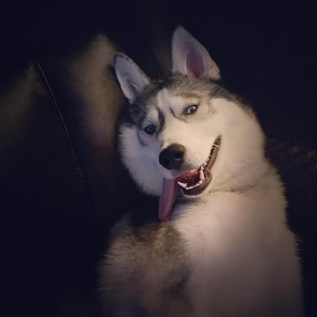 イナキョウコさんのインスタグラム写真 - (イナキョウコInstagram)「Happy National Dog Day 🐾 💕 .  #siberianhusky #husky #pomsky #pomeranian #pom #dogsofinstagram #happy #dog #nationaldogday」8月27日 7時24分 - inakyoko