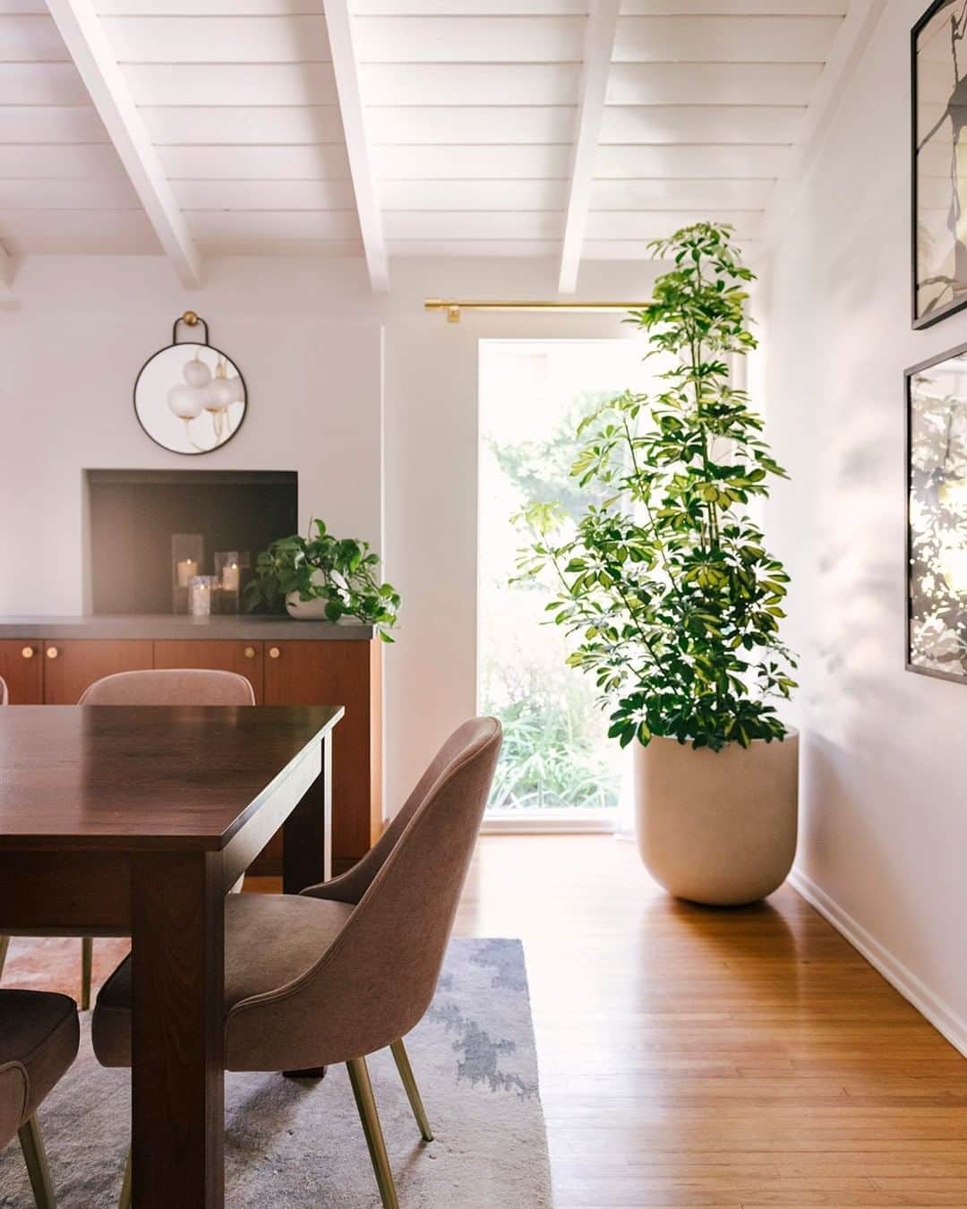 west elmさんのインスタグラム写真 - (west elmInstagram)「Livin' large 🌿😍 This Variegated Schefflera brings major oomph to the dining room in this California home. Link in bio to tour the full home outfitted by the #DesignCrew with @westelmsantamonica! #WestElmDesignCrew」8月27日 7時49分 - westelm