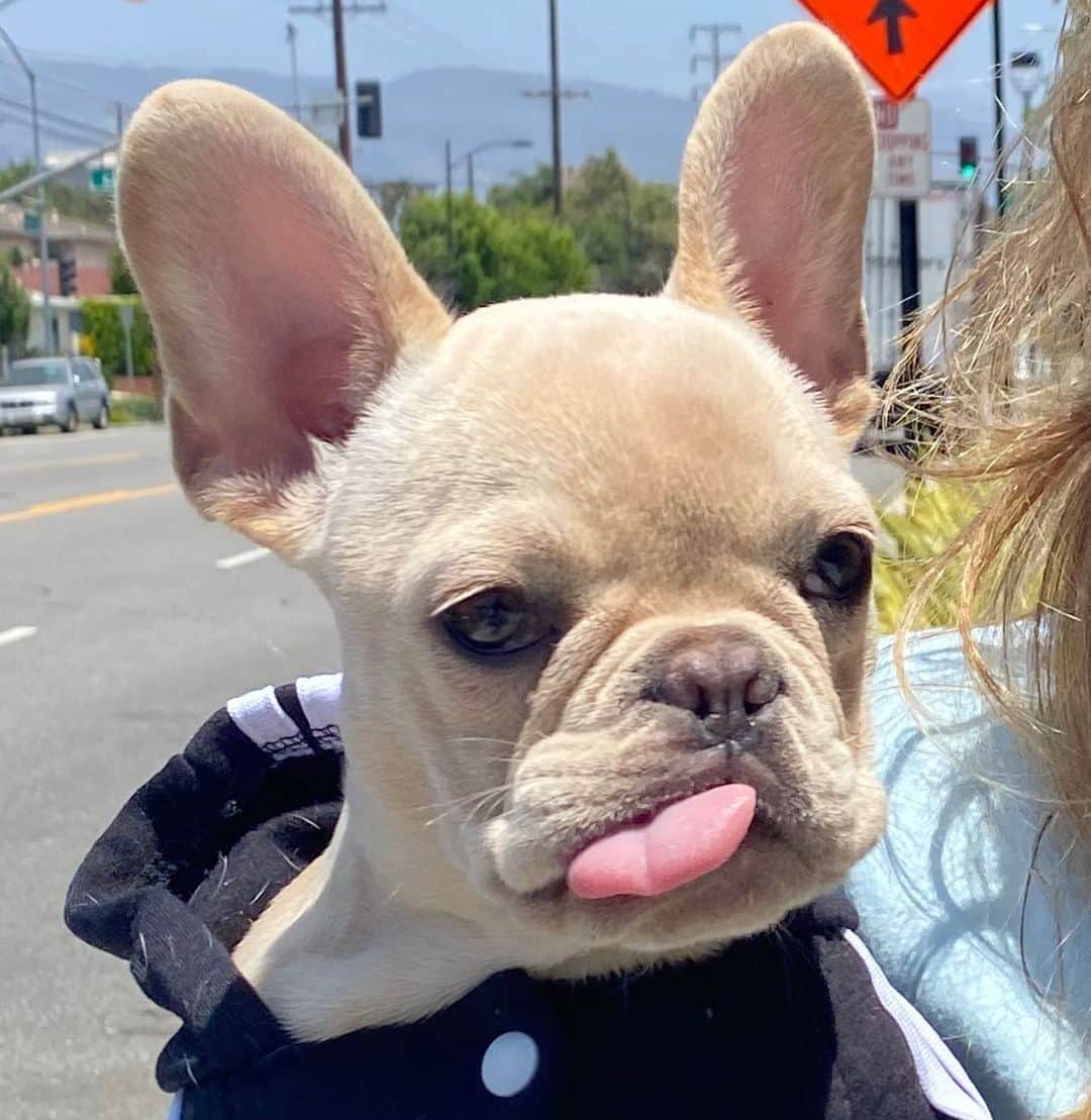 シエラ・ラミレスのインスタグラム：「happy national doggy day to my lil bundle of joy🥺💖 thank you for bringing me so much happiness」