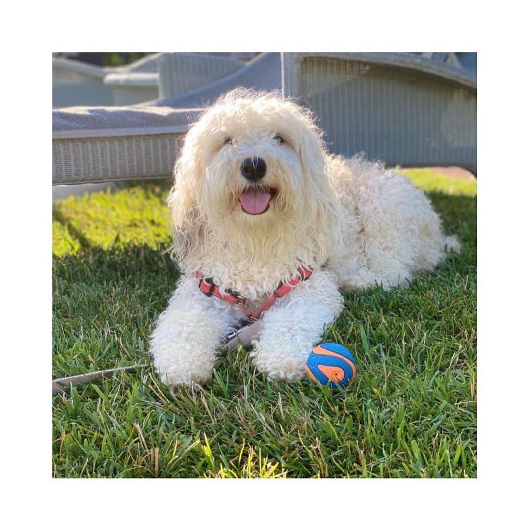 メリル・デイヴィスのインスタグラム：「Happy #nationaldogday to the sweetest, sleepiest, most cuddly and playful member of our family. We couldn’t possibly love you more!  ••• #puppylove #sheepadoodlesofinstagram #doodlesofinstagram #dogsofinstagram」