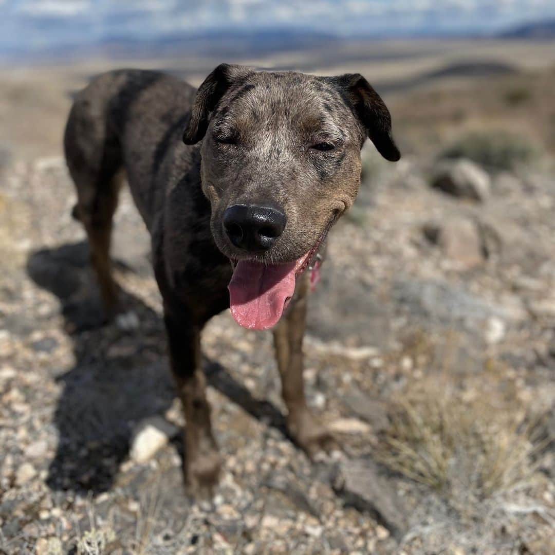 グレゴリーさんのインスタグラム写真 - (グレゴリーInstagram)「Say hello to Gregory Mountain Pups! While they may not be the hardest workers in the office, they certainly fill our days with wet kisses, companionship, and unconditional love 🤍 #gregorypups #nationaldogday #ndd」8月27日 8時43分 - gregorypacks