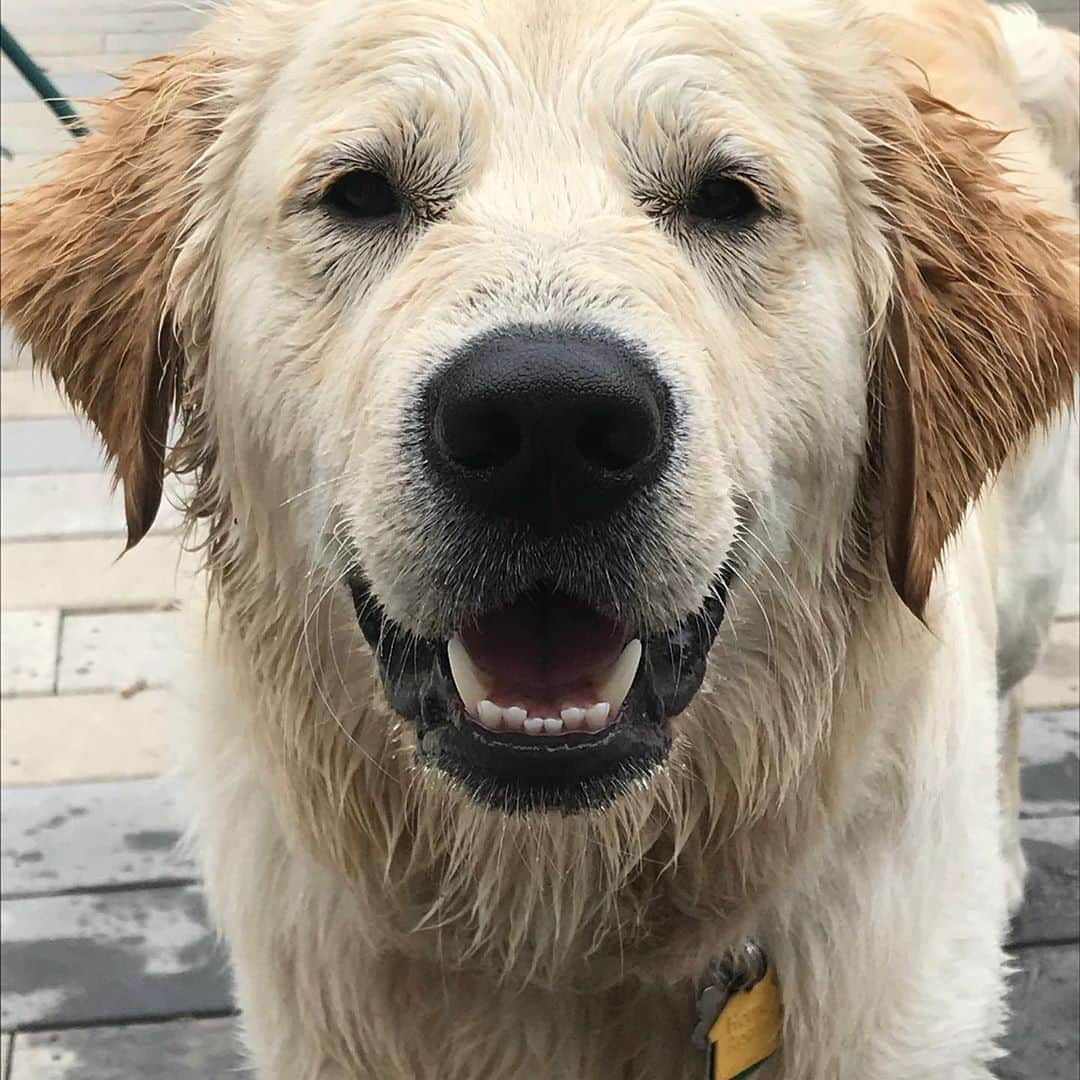 グレゴリーさんのインスタグラム写真 - (グレゴリーInstagram)「Say hello to Gregory Mountain Pups! While they may not be the hardest workers in the office, they certainly fill our days with wet kisses, companionship, and unconditional love 🤍 #gregorypups #nationaldogday #ndd」8月27日 8時43分 - gregorypacks