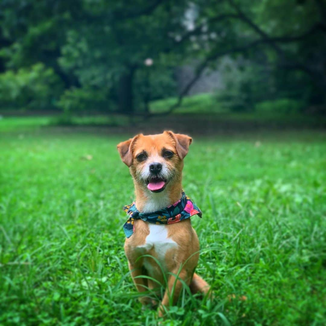 ミンカ・ケリーさんのインスタグラム写真 - (ミンカ・ケリーInstagram)「happy #nationaldogday to my little (shit) Freddy and all our four legged family members out there who keep us sane, remind us of joy and love us unconditionally. (we miss you Chewy 🐾)」8月27日 9時06分 - minkakelly