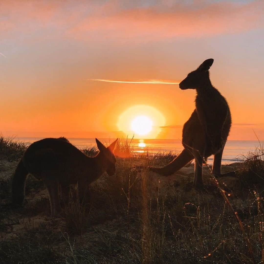 Australiaさんのインスタグラム写真 - (AustraliaInstagram)「Watching the sunrise with the locals on the @sapphirecoastnsw 🧡 More than 70 per cent of this stunning part of @visitnsw is made up of national parks, making it the perfect location for a camping trip. Pictured here is @nswnationalparks’s Mimosa Rocks National Park, where you can do exactly what @ramblingaus did and set up your tent on the beach and take in this view as the sun comes up. Click the link in our bio to start planning your future #roadtrip to this pocket of paradise. #seeaustralia #sapphirecoastnsw #newsouthwales」8月27日 20時00分 - australia