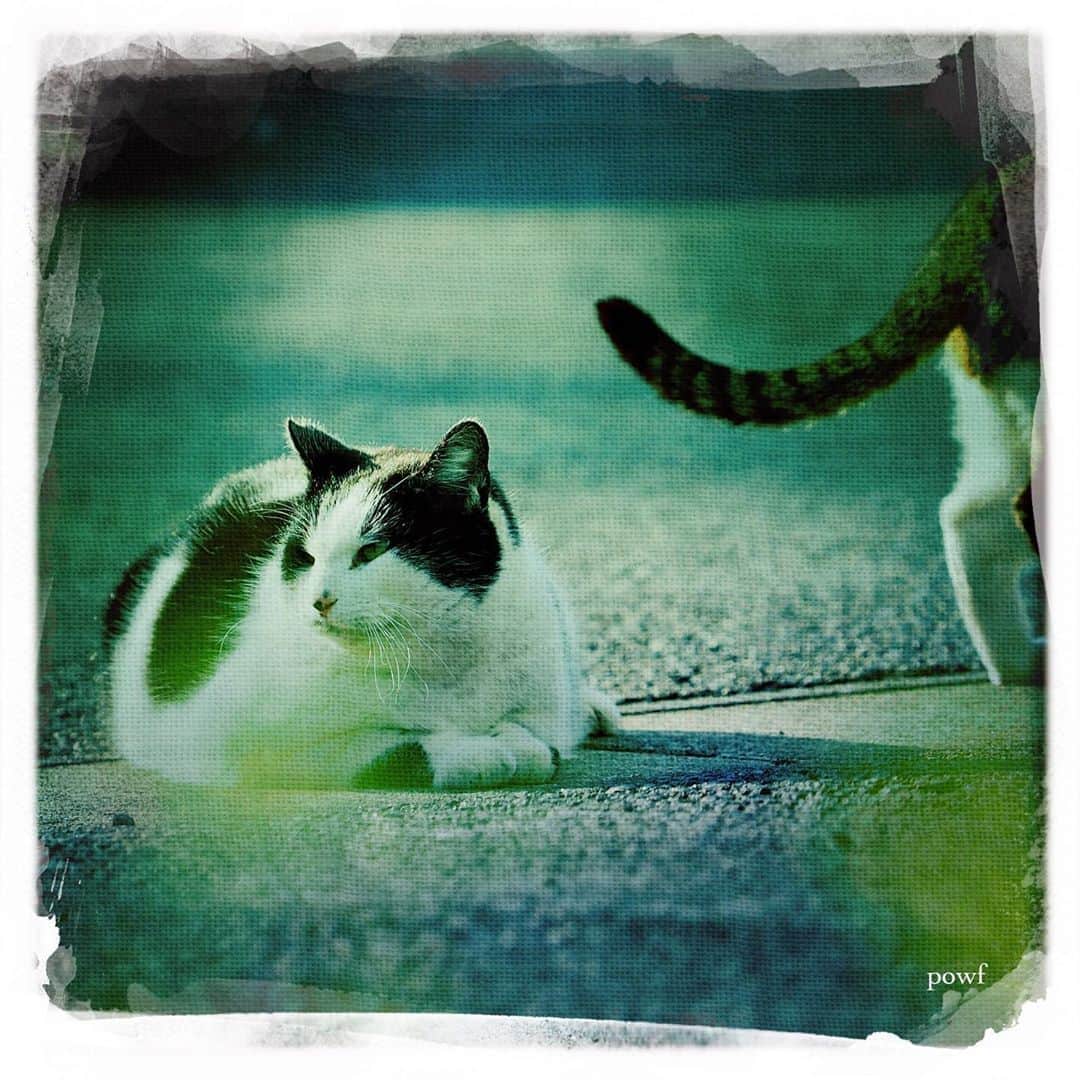 anemone_69のインスタグラム：「. #外猫 #cat #猫 #僕らの居場所は言わにゃいで . . #DreamCanvas_powf . . .」