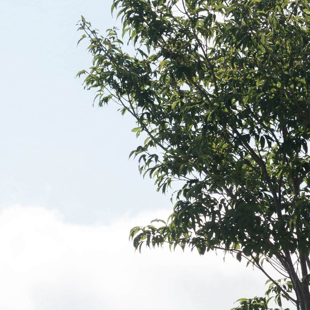 ヒラハルのグルメインスタ