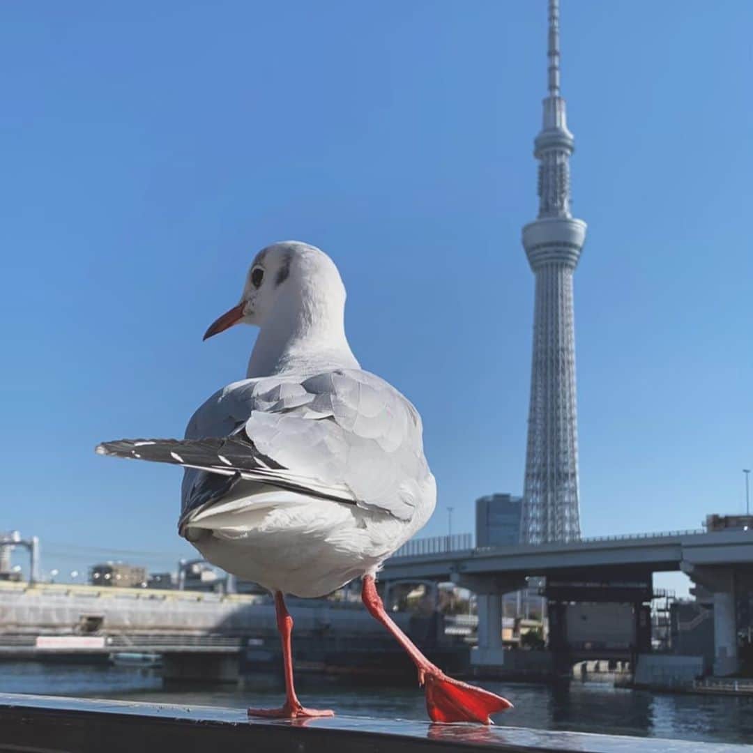 百瀬美鈴のインスタグラム：「プリプリで美味しそう  #スカイツリー #東京  #tokyo #skytree  #sky #押上 #散歩 #ソラマチ #鳥」