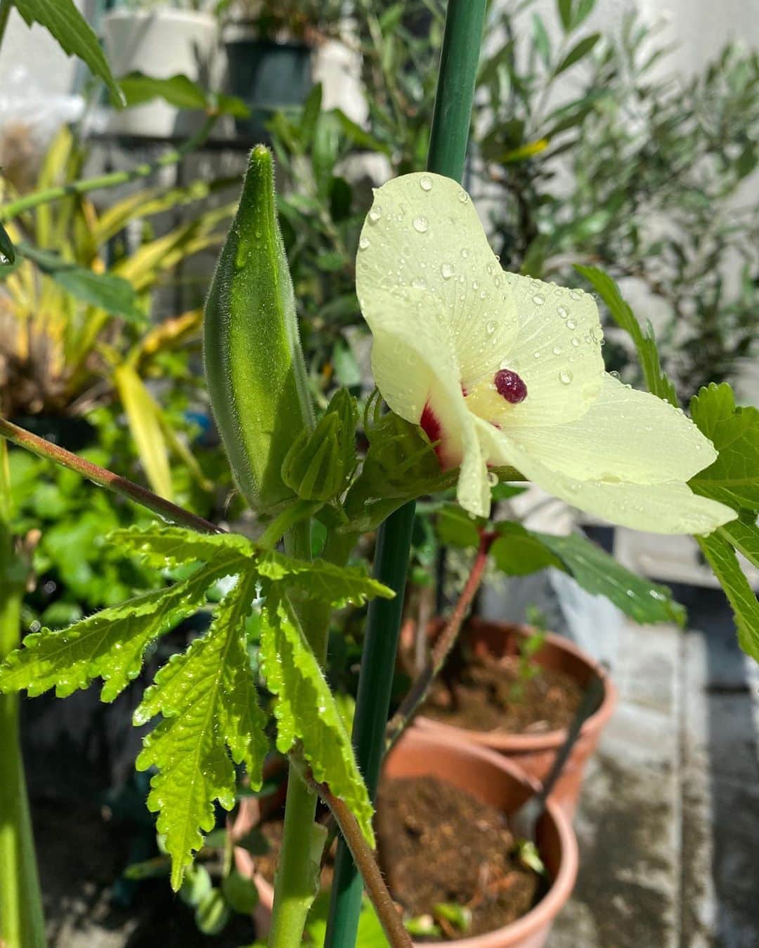 のインスタグラム：「オクラの実がもうすぐ収穫できそうです！ オクラの花は、朝咲いて昼過ぎにはしぼみます☆  #ベランダ菜園 #オクラの実  #オクラの花  #引き寄せ #上機嫌 #いい気分 #今幸せでいよう #今を楽しむ」