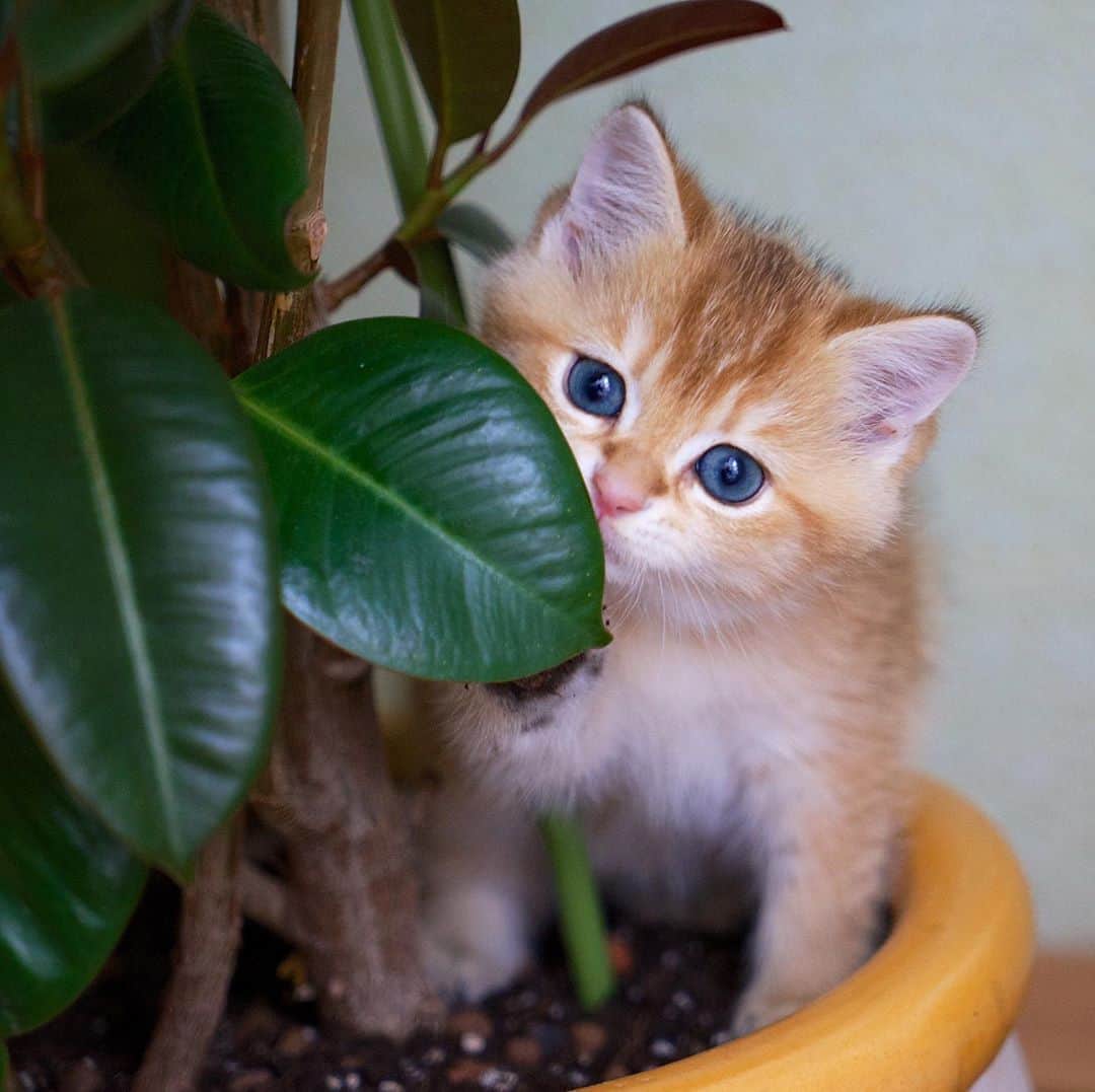 Hosicoさんのインスタグラム写真 - (HosicoInstagram)「I love indoor plants since childhood 🌱 #tbt」8月27日 18時42分 - hosico_cat