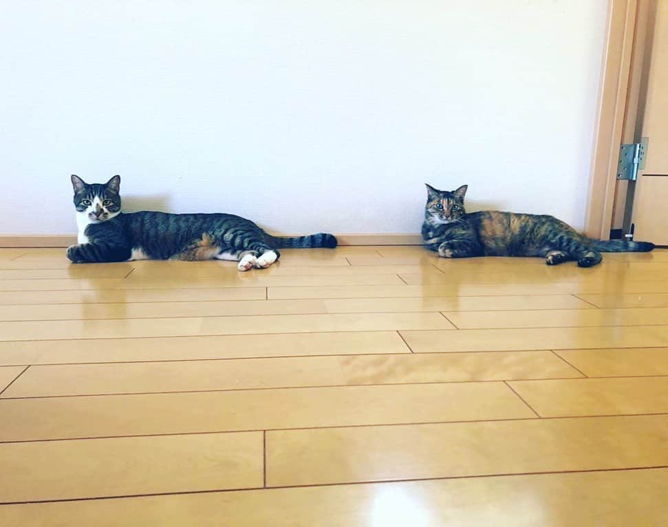 南早苗のインスタグラム：「うちのきょうだい猫🐈 バッチリシンクロしています💓  #きょうだいねこ　#YouandMe #仲良し　#きょうだいねこあるある　#猫 #cat #ねこのいる生活  #catlife #にゃんすたぐらむ  #catstagram  #catlover #猫好きさんと繋がりたい」