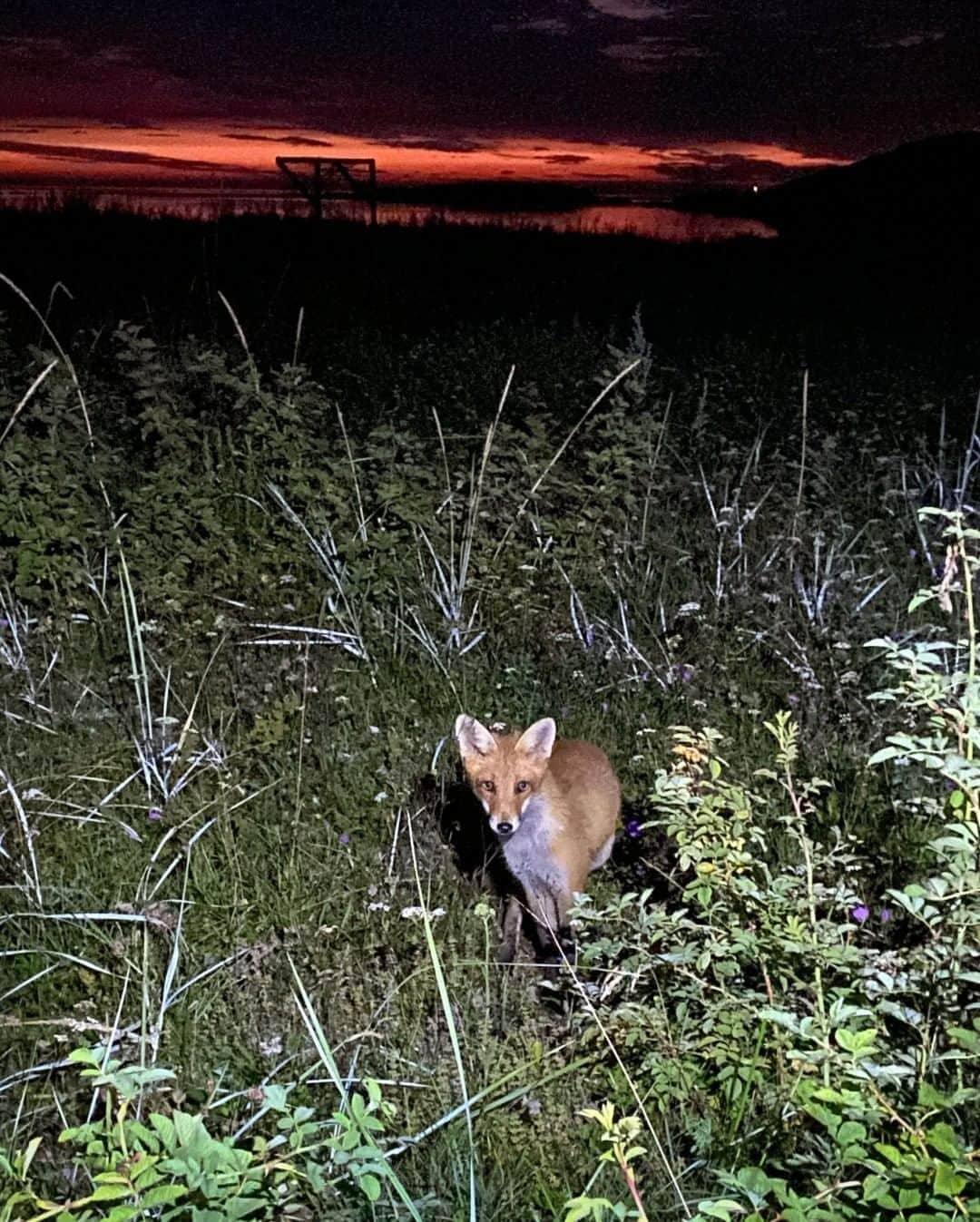 National Geographic Travelさんのインスタグラム写真 - (National Geographic TravelInstagram)「Photo by @justin.jin  A fox appears in front of our tent on the Koster archipelago, a protected reserve off Sweden’s west coast. The landscape, dominated by smooth bedrock, bears witness to volcanic activity and subsequent wear due to the Ice Age. Please follow me @justin.jin for more stories and images from around the world. #sweden #koster #island #fox」8月27日 19時03分 - natgeotravel