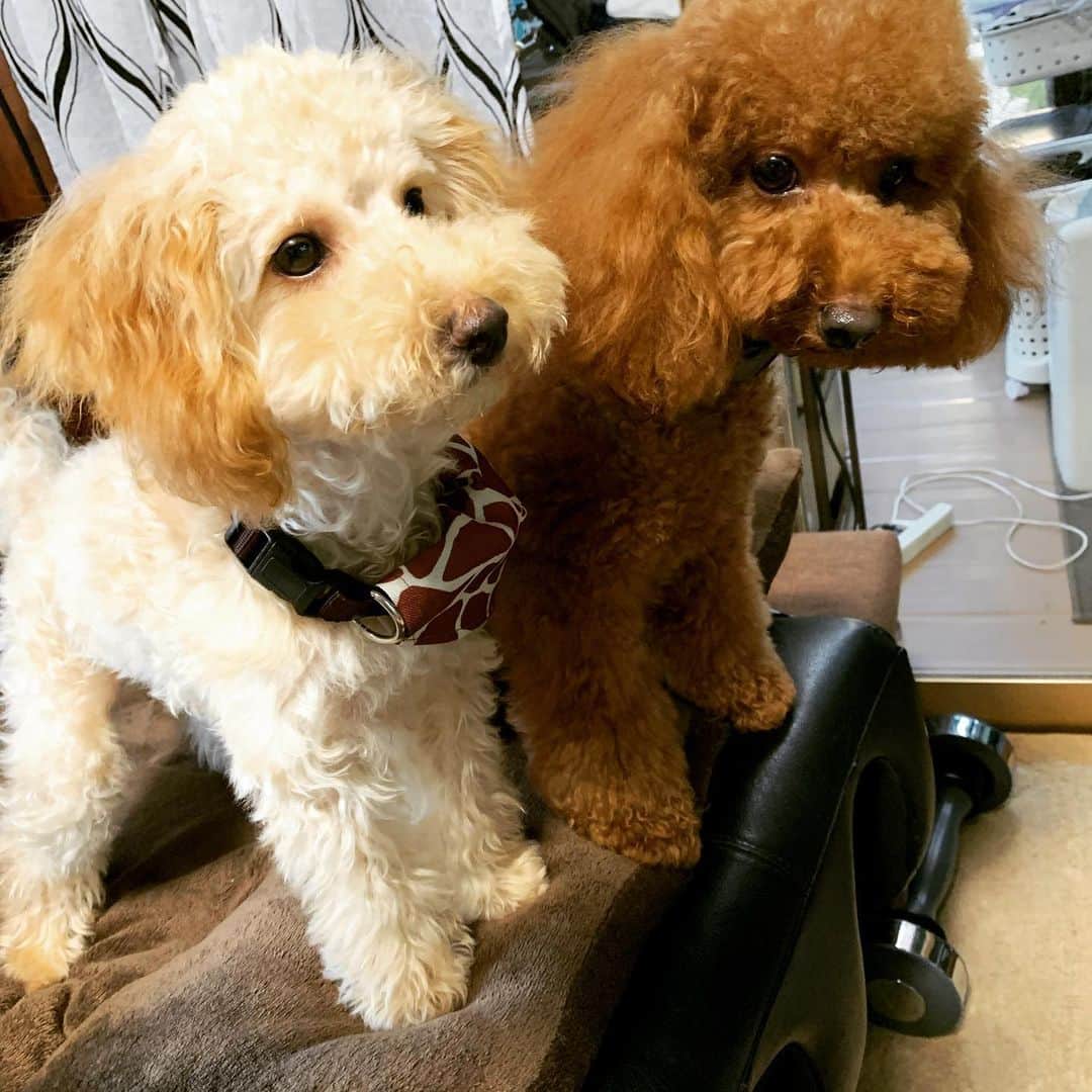 のインスタグラム：「💜 ロン&モコ #トイプードル」