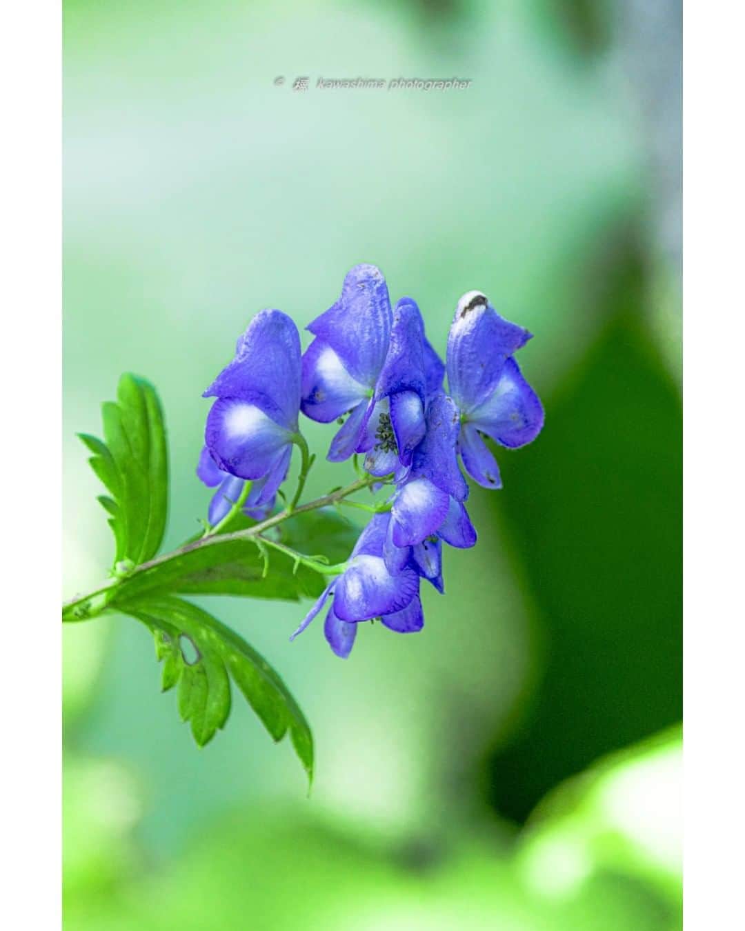花の写真館のインスタグラム：「Photo by 川島吉政.⠀ .⠀ Original Post[投稿いただいたURL]⠀ https://www.facebook.com/photo.php?fbid=1836457713174912⠀ .⠀ 本アカウントは、 #私の花の写真 をつけてInstagramに投稿された皆さまの花の写真や、「花の写真館」Facebookページで投稿された花の写真を紹介します。⠀ 「花の写真館」Facebookページは、「 @floral.photograph 」のプロフィールにあるURLからご覧ください。⠀ .⠀ ※各自、政府、自治体など公的機関の指示に従った行動をお願いします。⠀⠀ 東京カメラ部および分室では、写真を「見る楽しみ」を提供することを通して、微力ながら皆様にわずかな時間でも癒しをお届けしたいと思っております。⠀ ※本アカウントは東京カメラ部がFacebook、Instagramのサービスを利用して運営しているもので、Facebook社・Instagramとは一切関係ありません。⠀ .⠀ #花の写真館 #floralphotograph #floralphoto #flower #flowers⠀ Follow: @floral.photograph」