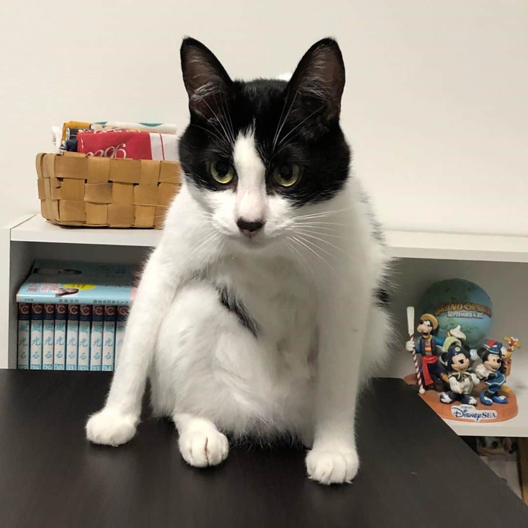 ぽんずのインスタグラム：「すちゃっ。忍者みたいにね。  #ねこ#猫#cat#猫好き#親バカ#はちわれ#ハチワレ#はちわれ猫#ハチワレ猫#白黒猫部#にゃんすたぐらむ#ilovecat#猫大好き#うちの猫自慢#白黒猫 #我が家のぽんずくん #ちゅーちゅー妖怪」