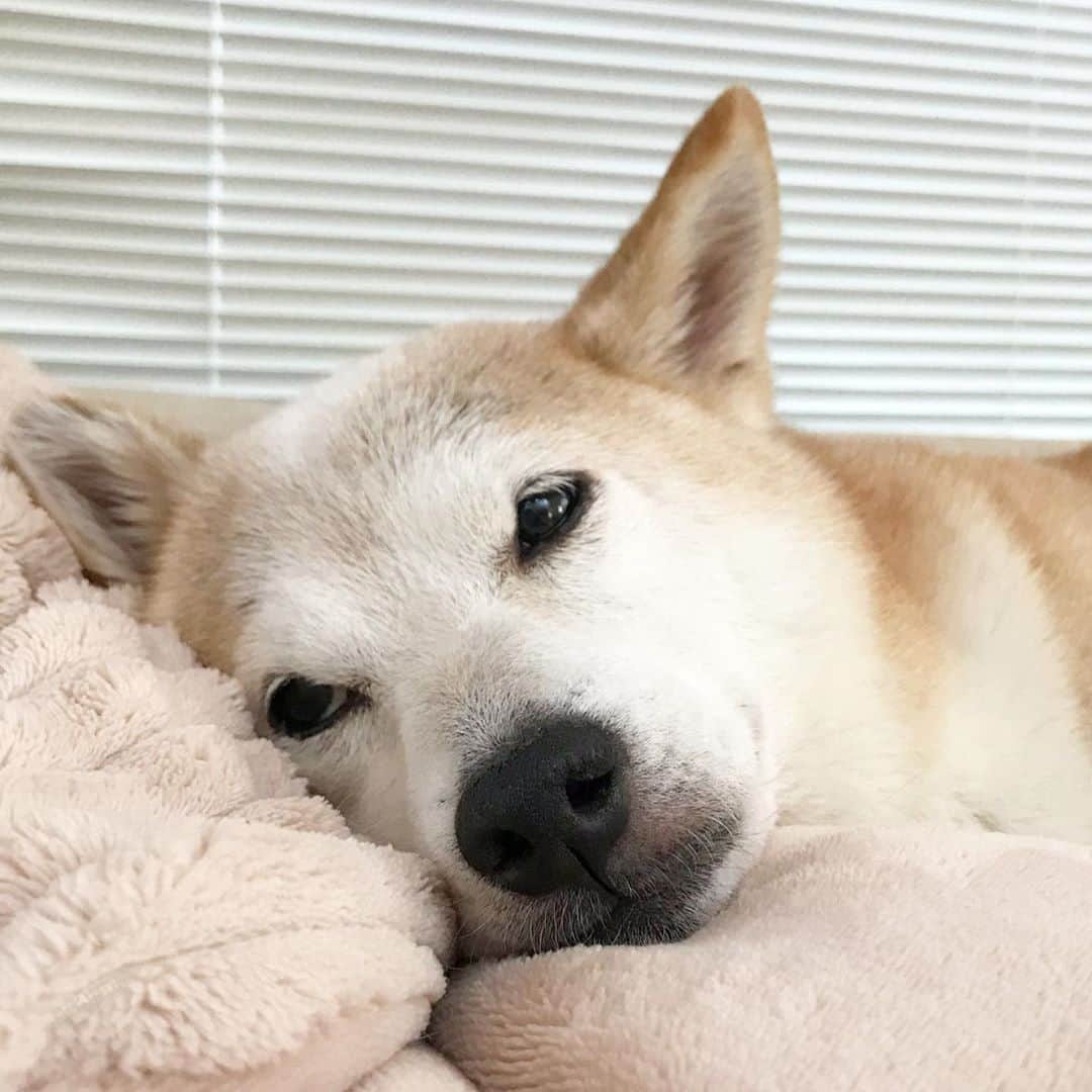 柴犬リリコさんのインスタグラム写真 - (柴犬リリコInstagram)「ネムネム…😴 #nap #散歩に行きたくないリリコさん」8月27日 19時39分 - ke_rock_