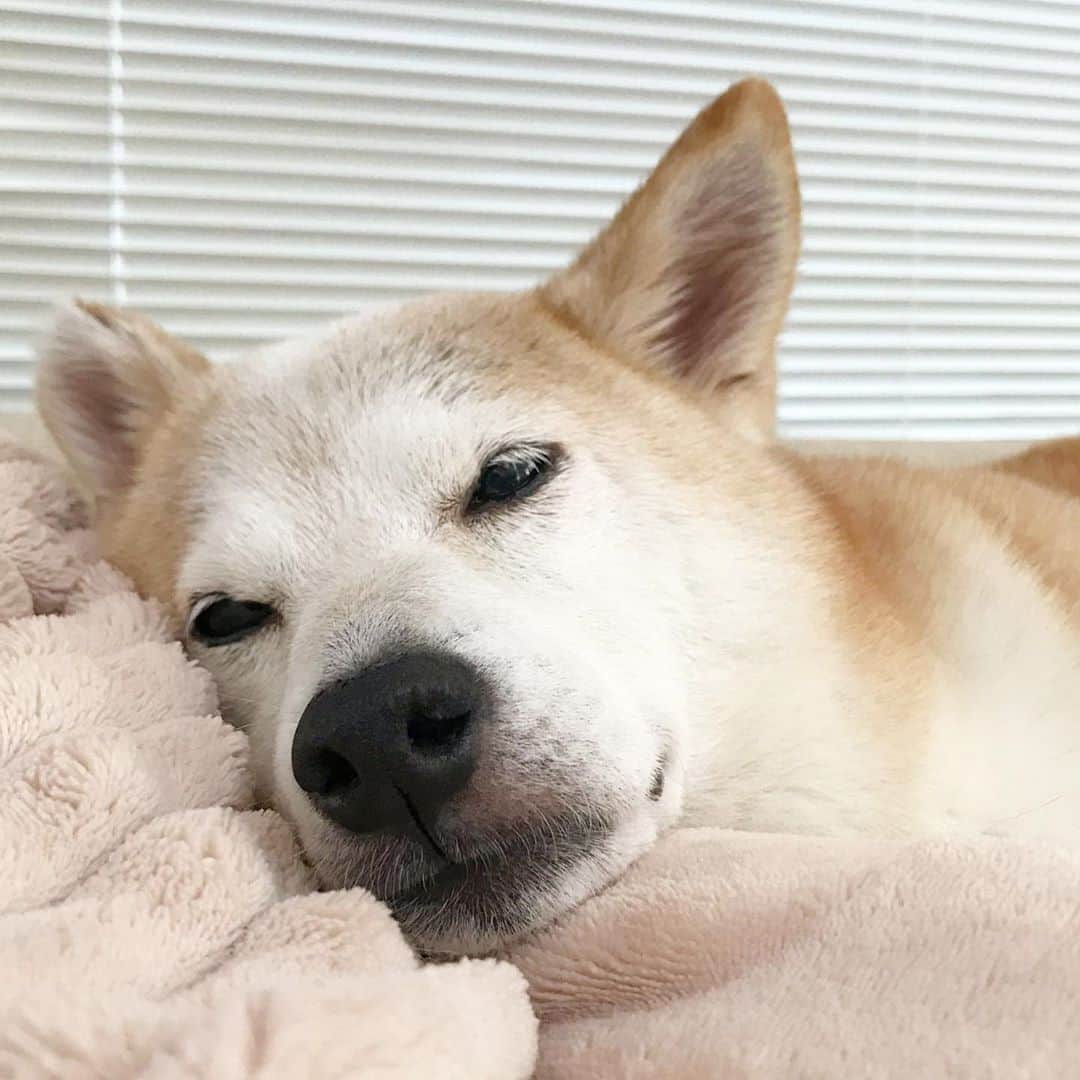 柴犬リリコのインスタグラム：「ネムネム…😴 #nap #散歩に行きたくないリリコさん」