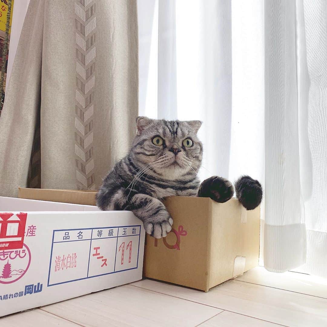 Shishi-maruのインスタグラム：「🐱今朝はこの箱﻿ 🐱morning﻿ ーーーーーーーーーーーーー﻿ 🌺「渋ネコ ししまるさん」ねこのきもちWEB MAGAZINE にて毎週金曜日エッセイの連載中﻿ ーーーーーーーーーーー﻿ 📕「ぷっちねこ。」「3匹のちいさな猫を召喚できたなら」「ちいさな猫を召喚できたなら」徳間書店より単行本発売中﻿ ーーーーーーーーーーー﻿ ⭐︎ねこ漫画→@tacos_cat﻿ 🌺Twitter →@taco_emonemon﻿ ーーーーーーーーーーー」