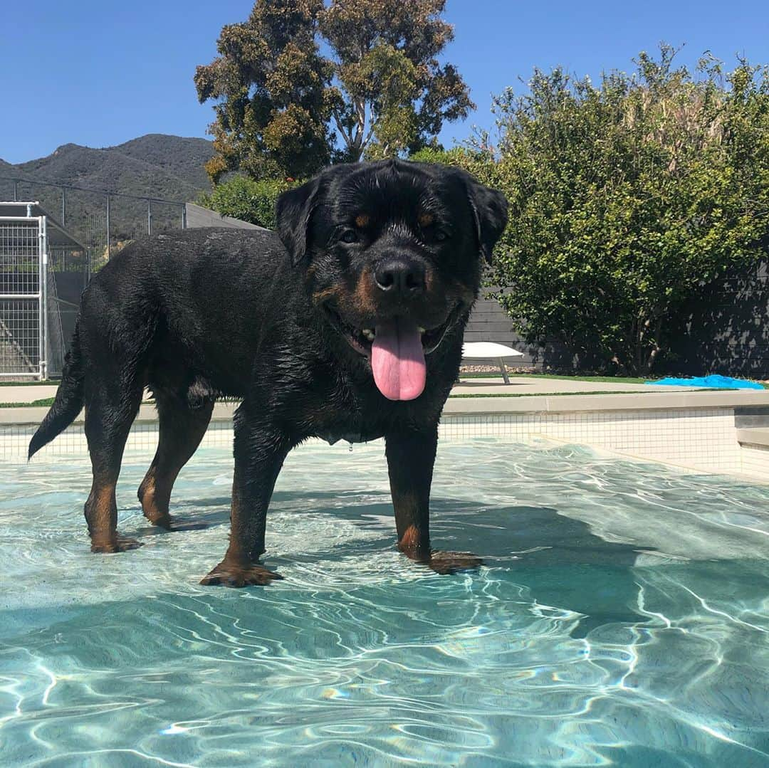 キャンディス・キャメロン・ブレさんのインスタグラム写真 - (キャンディス・キャメロン・ブレInstagram)「Happy #nationaldogday ! Boris is simply the best. My love ❤️❤️❤️ #rottweiler #germanrottweiler」8月27日 11時04分 - candacecbure