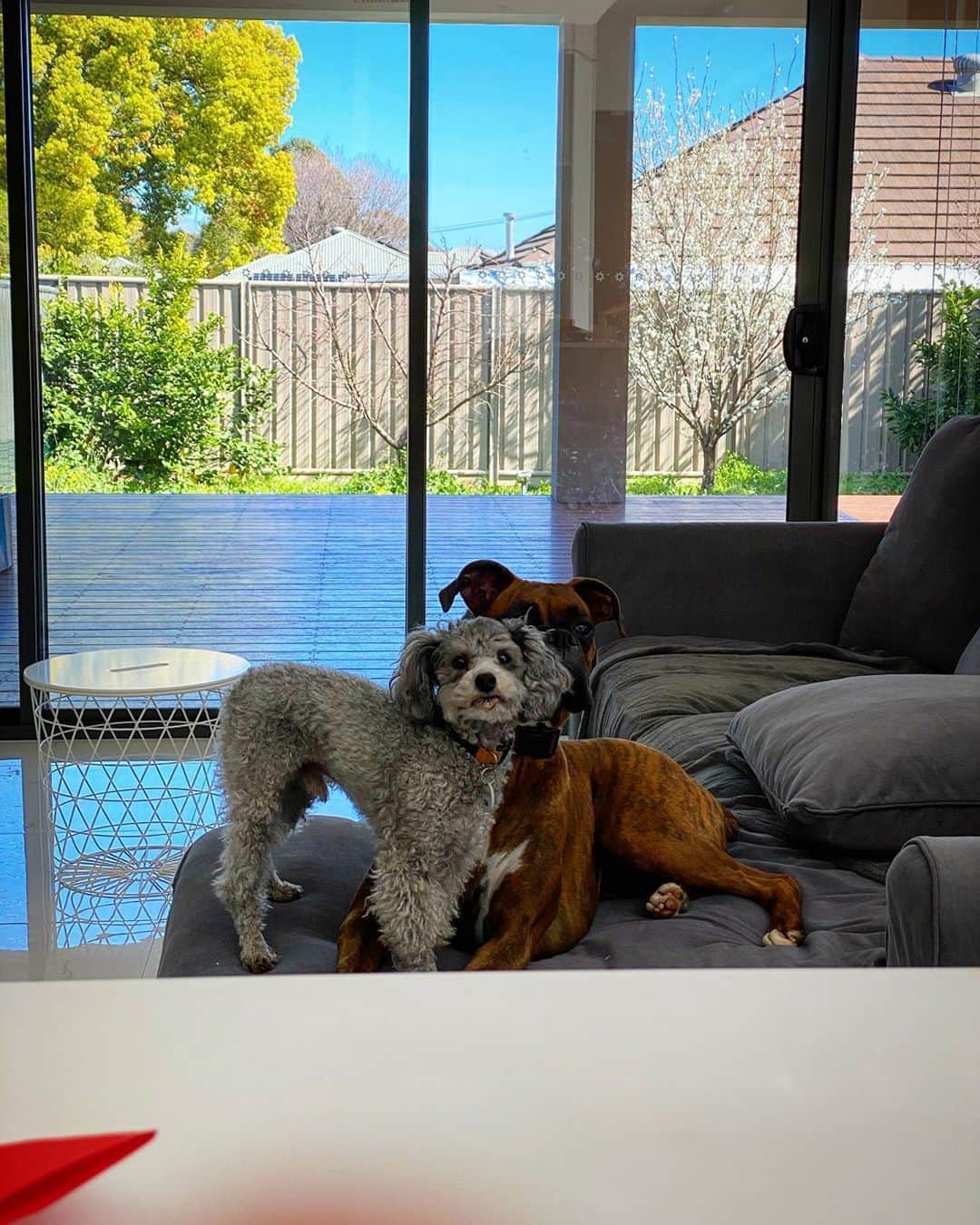 土井雪広のインスタグラム：「久々に犬。昼休憩。  #toypoodle #boxerdog」