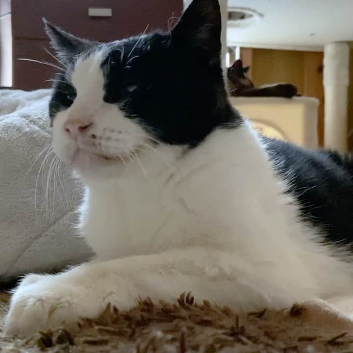 のインスタグラム：「Bobtai cats #cat #genki #twentyyearsold #catlife #catofthedays #bobtailcat #mako0mako0 #ねこ　#ねこ動画　#元気君　#かわいい #まこまこ #猫のいる暮らし #猫との暮らし #ねこすたぐらむ」