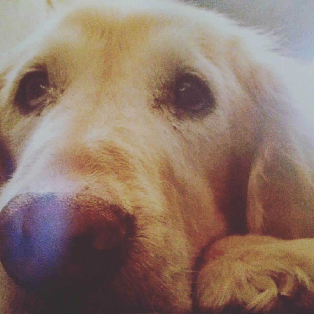 ジェニファー・エスポジートのインスタグラム：「The one and only. The man who stood by me relentlessly-longer then any other living being. Taught me more than I him. Frankie Beans you are and will forever be missed. #nationaldogday」