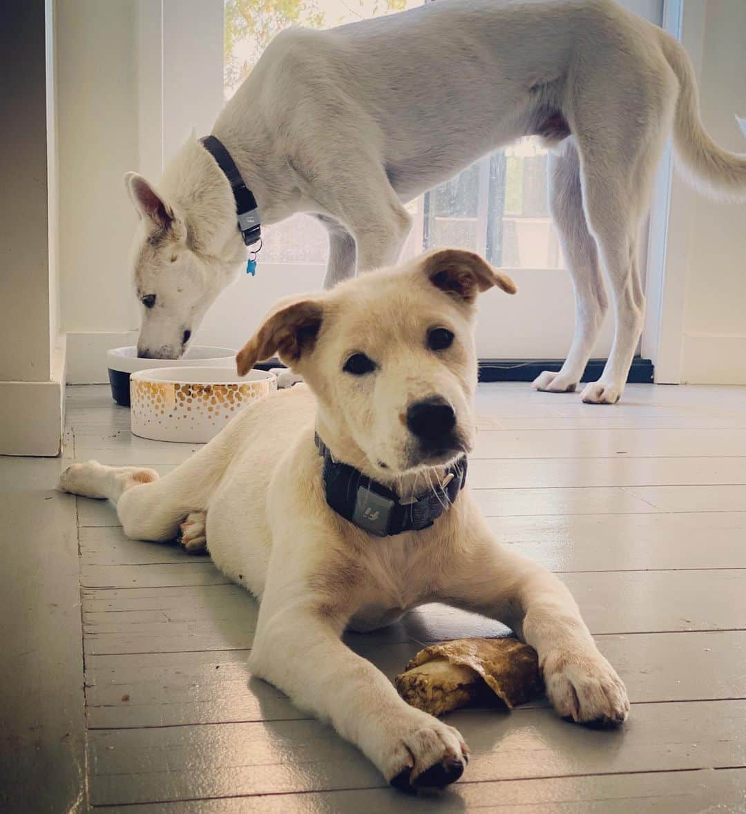 アマンダ・デ・カディネットのインスタグラム：「#NationalDogDay is the perfect day to introduce our new family member, who has yet to be named . We are so in love with #Simoo our other dog rescued by  @dove_project , that we wanted a friend for him and, so far so good . Any name ideas for us ?!」