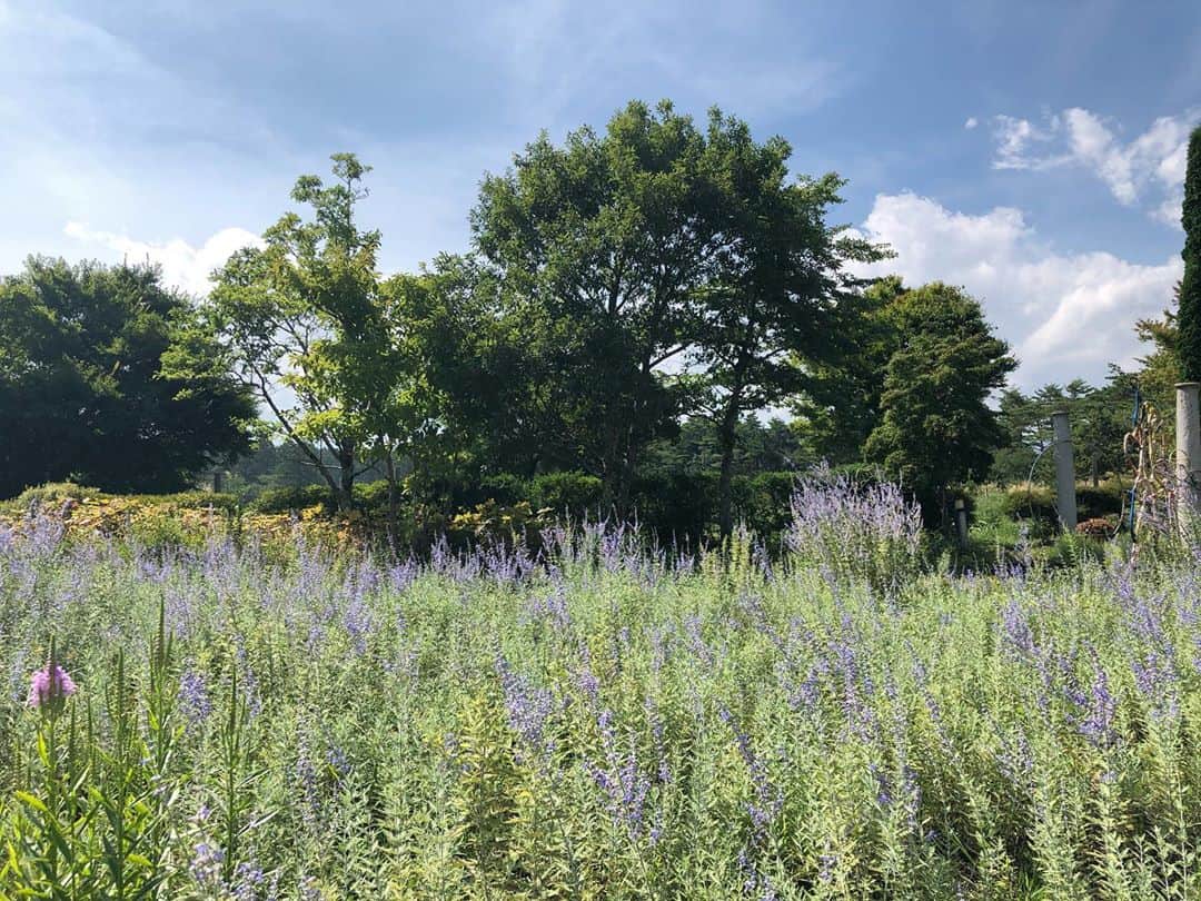 小野恵美さんのインスタグラム写真 - (小野恵美Instagram)「癒しの時間…💜🌿 #ラベンダー畑 #自然 #ガーデン #garden」8月27日 11時45分 - onoemi_official