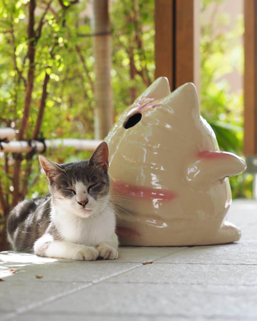 nozomiorideさんのインスタグラム写真 - (nozomiorideInstagram)「朝ごはん後のおまけ  #のぞみさんの保護猫日記  #なんとか安全な場所で食べたい #からチョイチョイ🤣 #敵意はないよサインしながら」8月27日 12時02分 - nozomioride