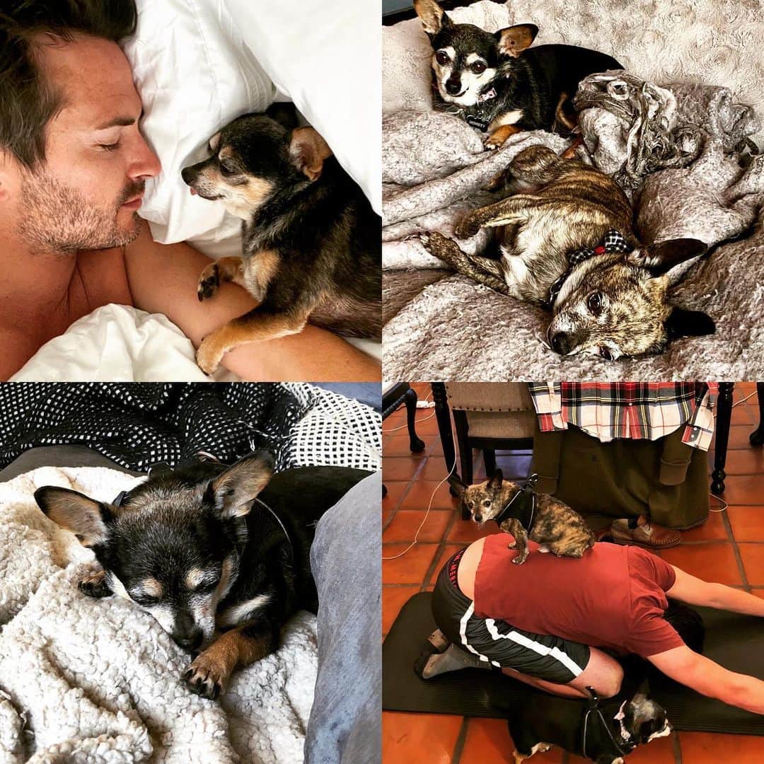 オリバー・キエラン・ジョーンズのインスタグラム：「HAPPY NATIONAL DOG DAY 💙 🐶 #nationaldogday #chihuahua #chihuahuasofinstagram #dogswithoutborders #rescuedogsofinstagram @coreybsaunders」