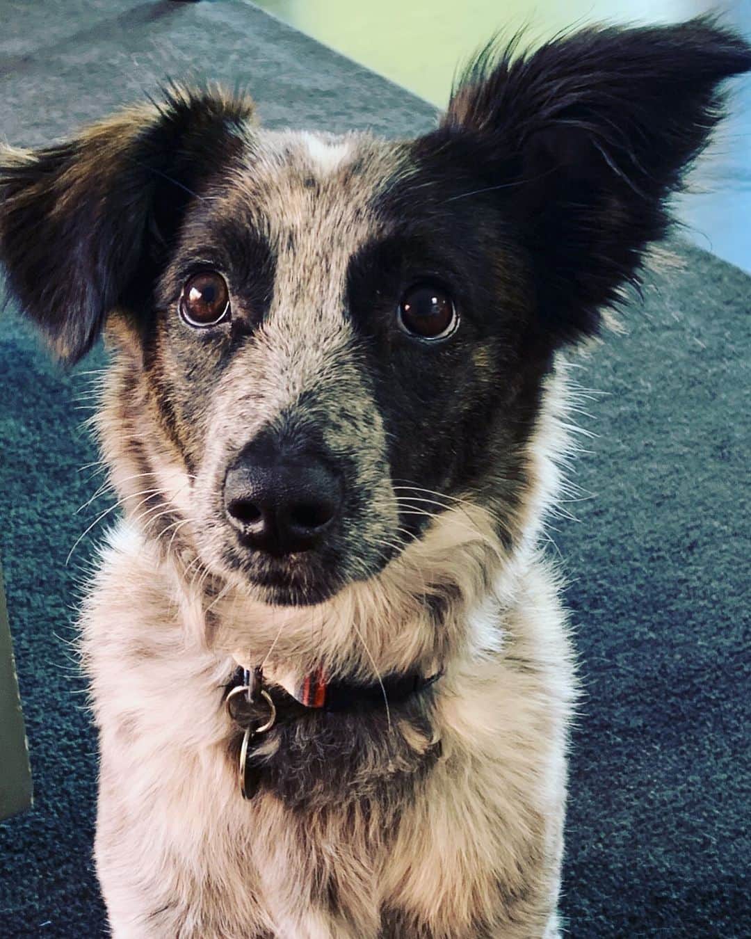 キャサリン・メーニッヒのインスタグラム：「I love this kid   #nationalpupday」