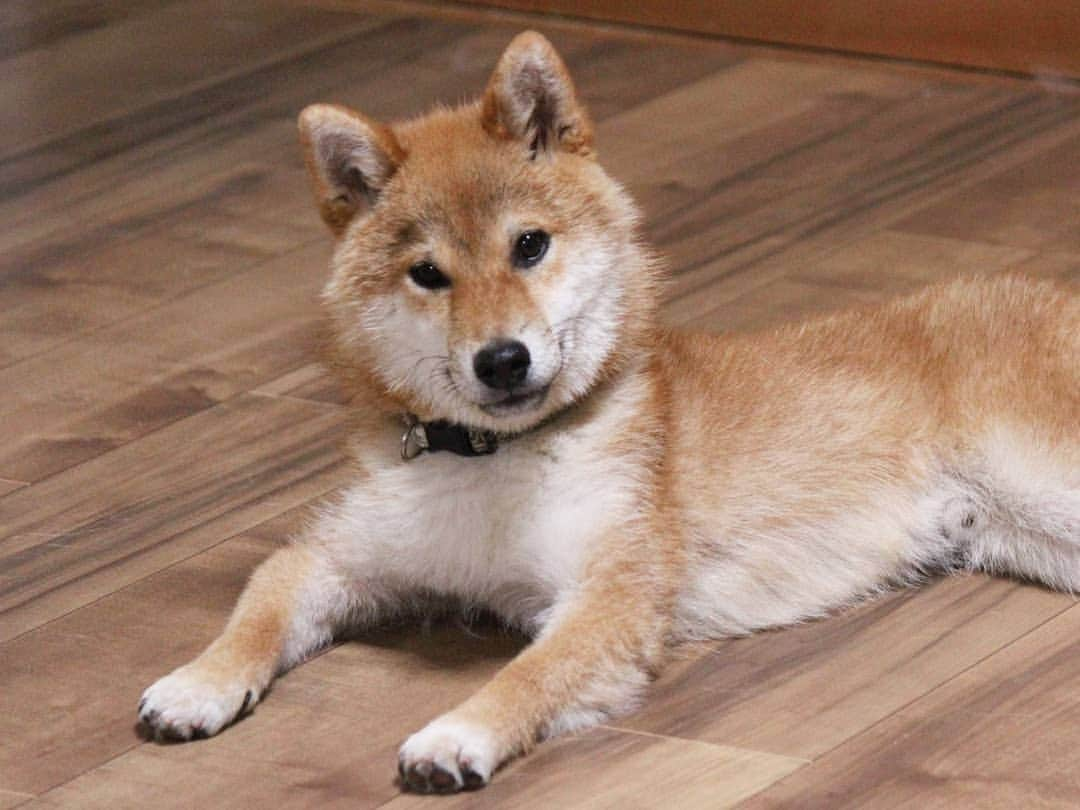 柴犬たま Shibainu Tamaのインスタグラム