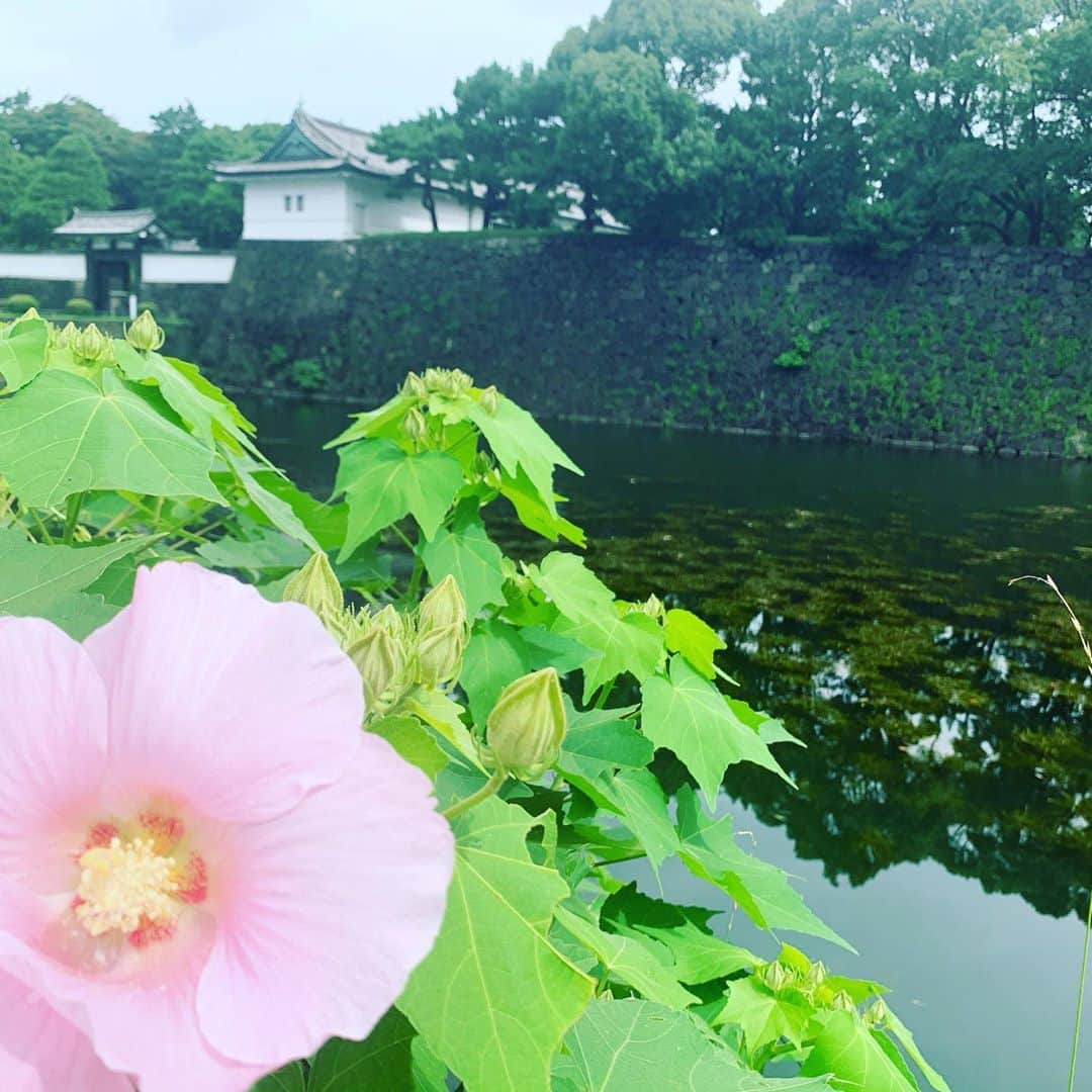 皇居ランナビのインスタグラム：「まだまだ暑いですね💦  皇居周辺も蝉が元気に鳴いております！  皇居ランをする時も、ちょっと立ち止まって振り返ってみてください😊  普段気づかないような景色に出会えるかもしれませんよ🌺✨☺️  #皇居ラン #皇居ランナビ #ランナー #8月 #蝉 #夏」